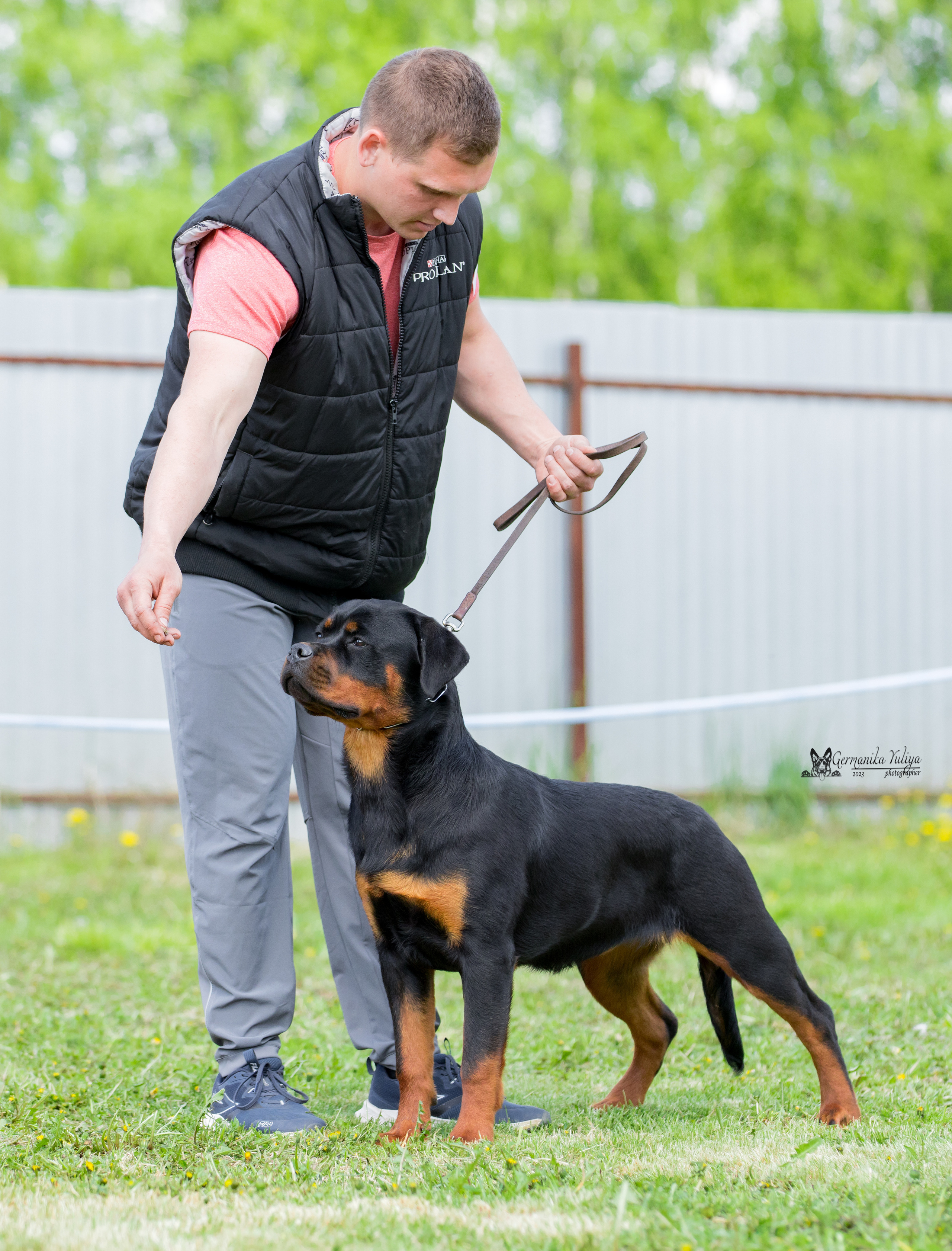 Нижний Новгород моно ротвейлеров 13.05.2023. Фотограф-анималист Юлия Германика