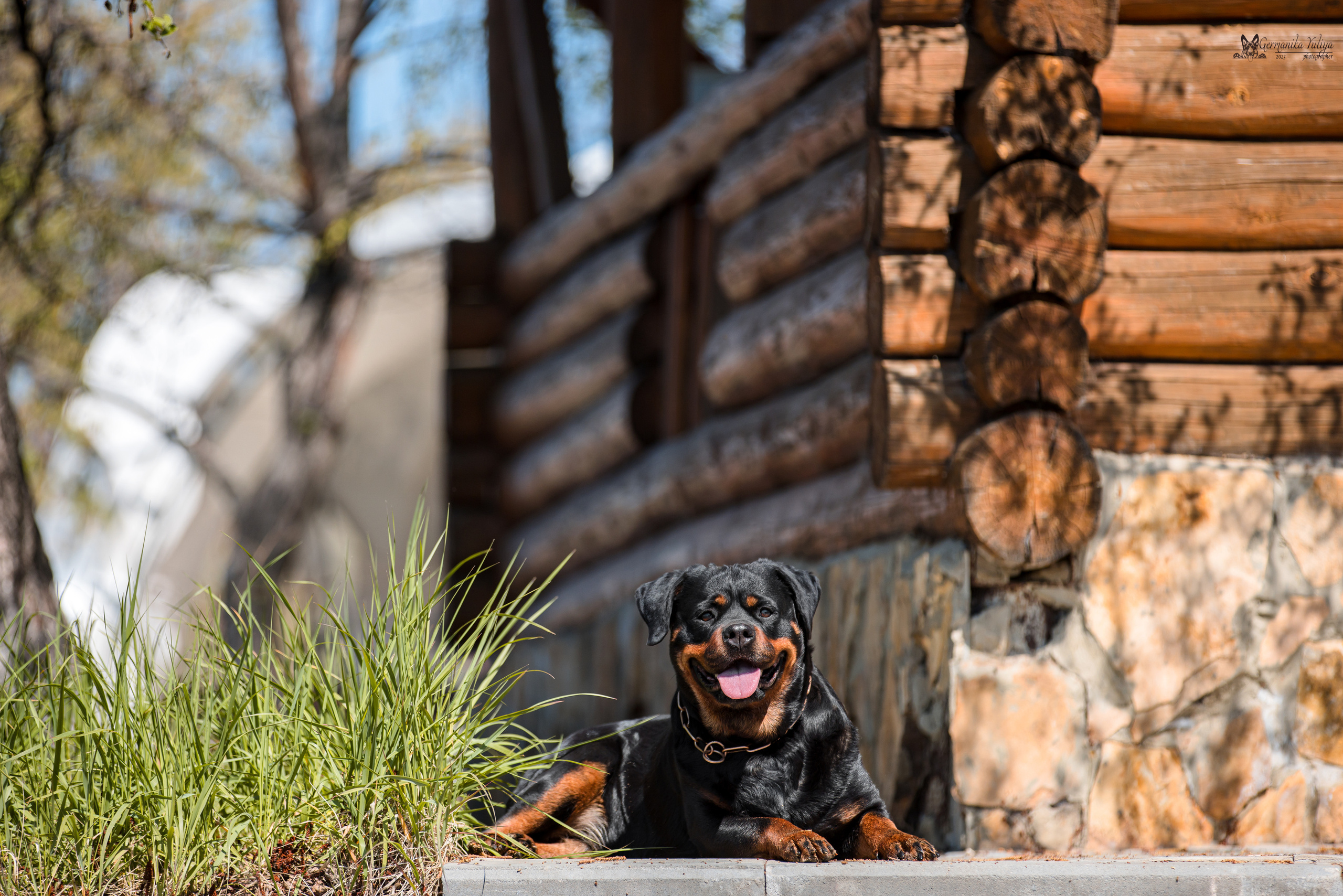 Саратов 2хмоно ротвейлеров 22-23.04.2023. Фотограф-анималист Юлия Германика