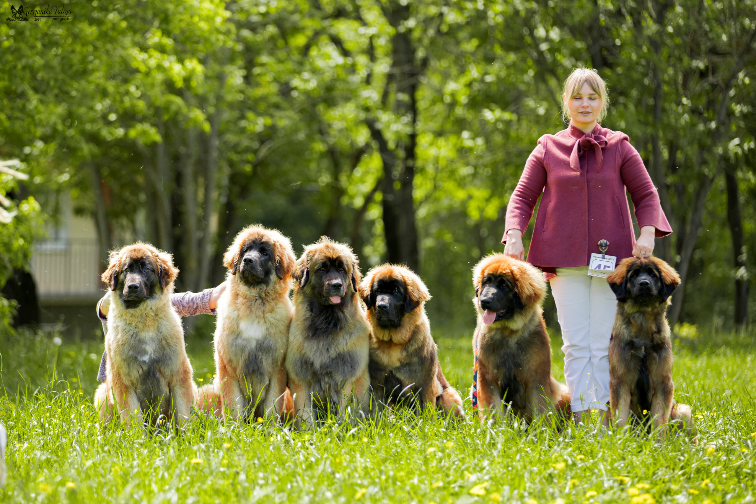 Националка Леонбергеров 28.05.2023. Фотограф-анималист Юлия Германика