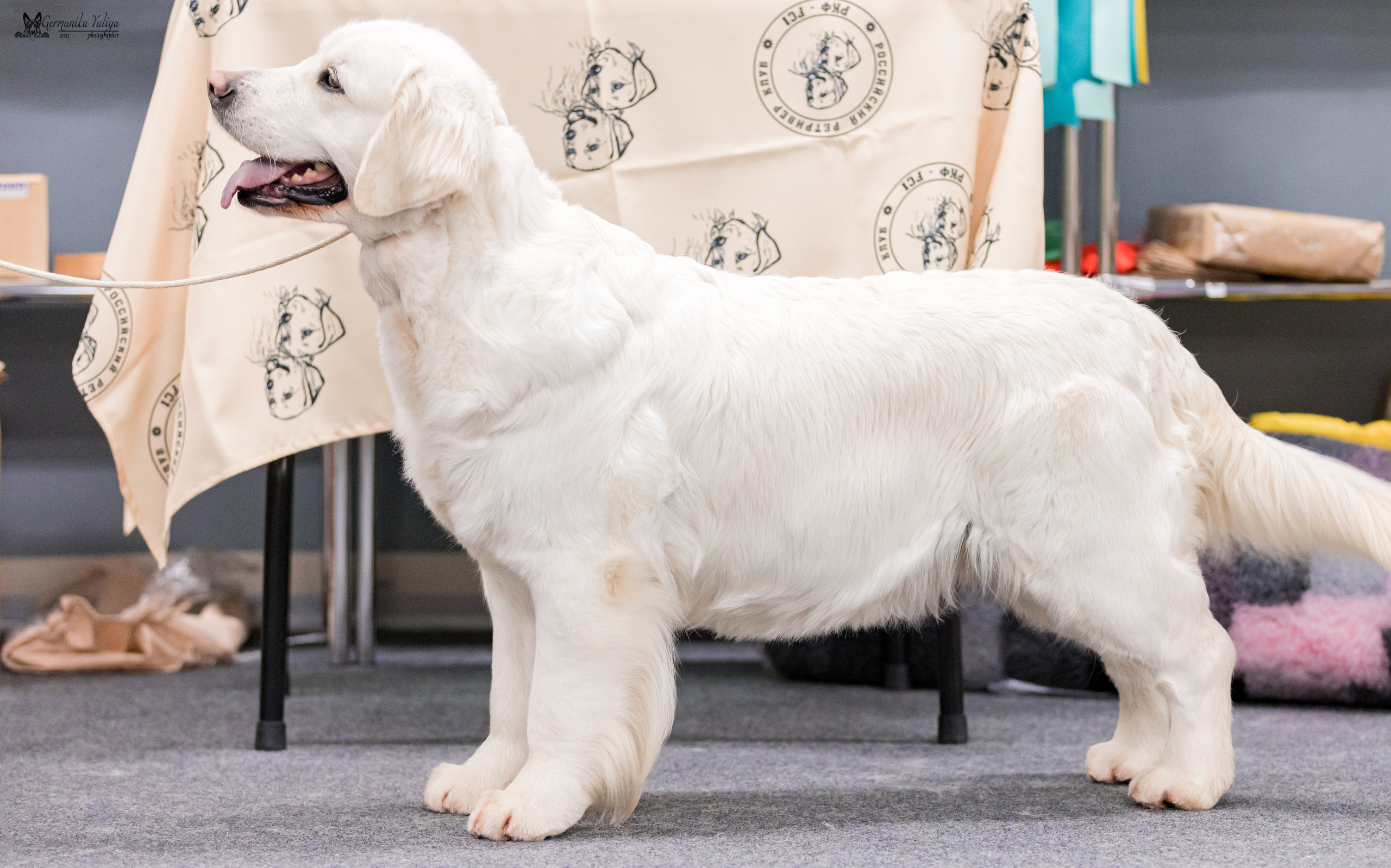 Сфера+МД 8-9.04.2023. Фотограф-анималист Юлия Германика