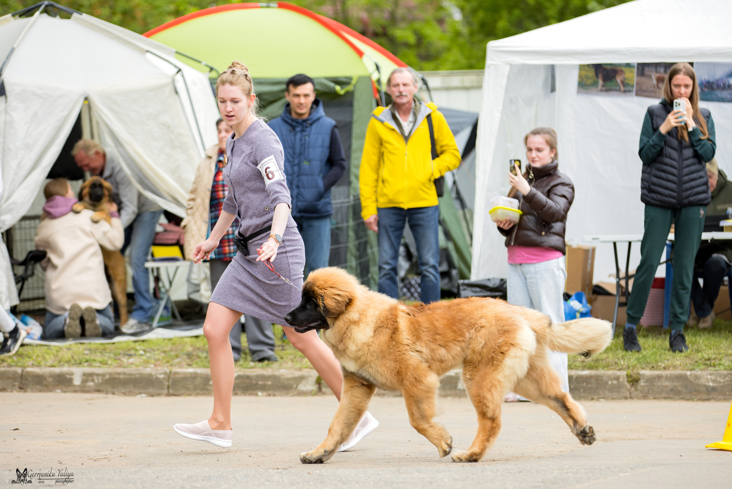 Националка Леонбергеров 28.05.2023. Фотограф-анималист Юлия Германика