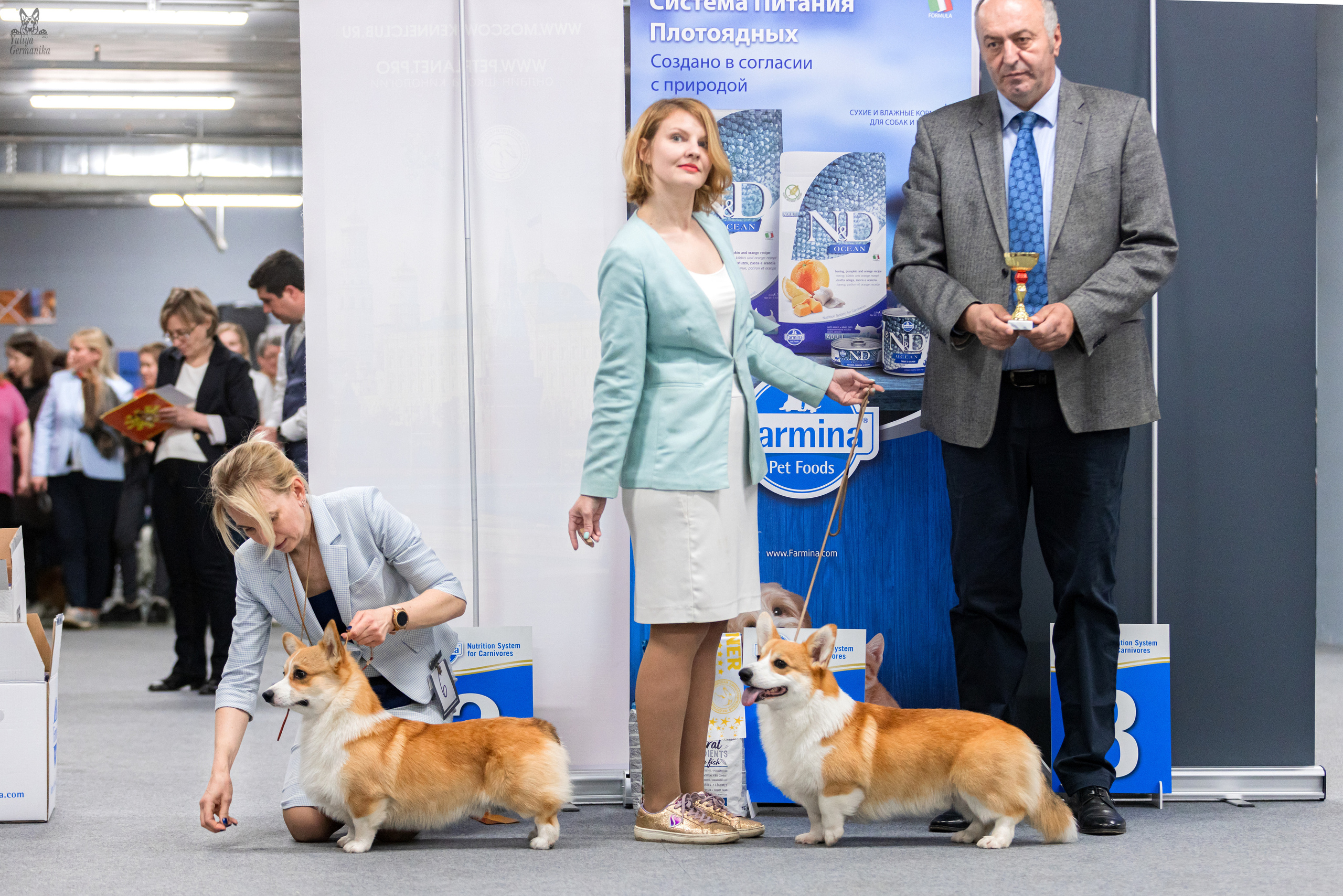 Сфера+доберманы 02.04.2023. Фотограф-анималист Юлия Германика