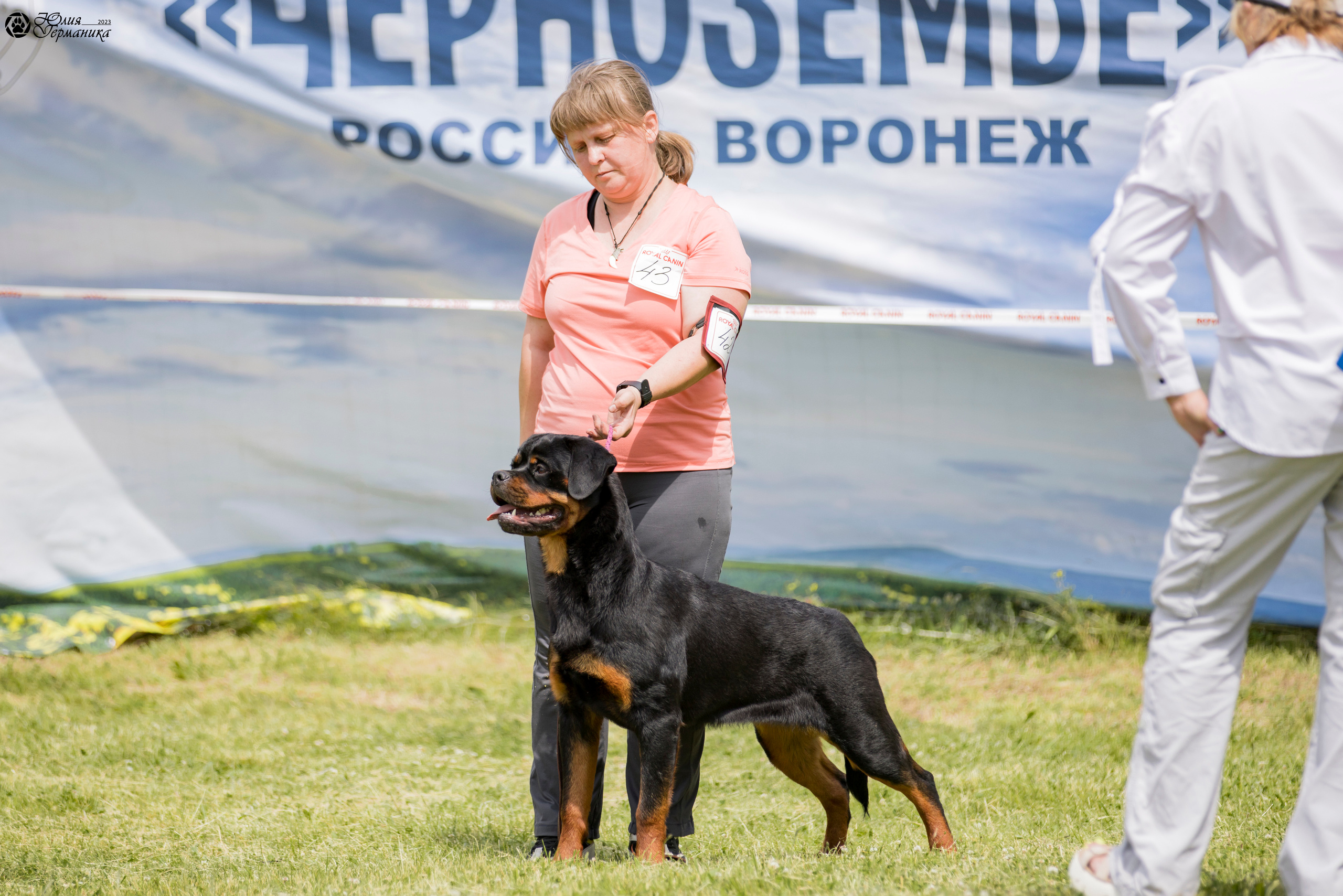Воронеж 2хмоно ротвейлеров 3-4.06.2023. Фотограф-анималист Юлия Германика