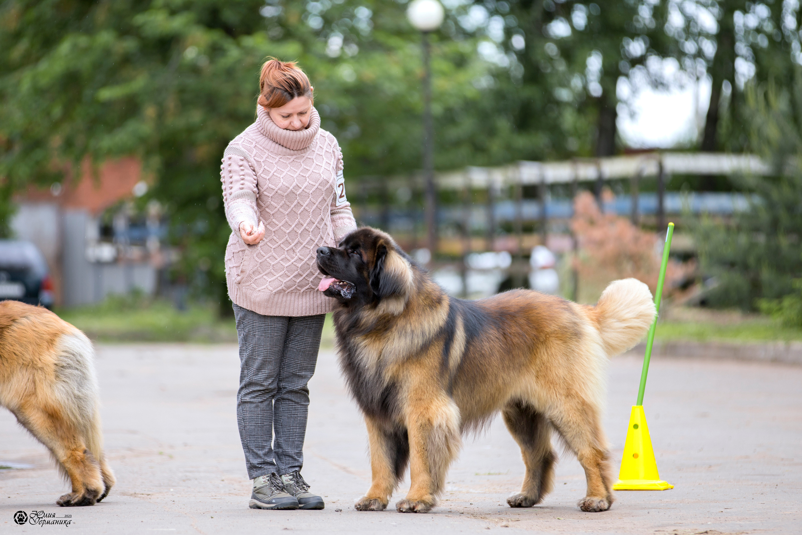 Националка Леонбергеров 28.05.2023. Фотограф-анималист Юлия Германика