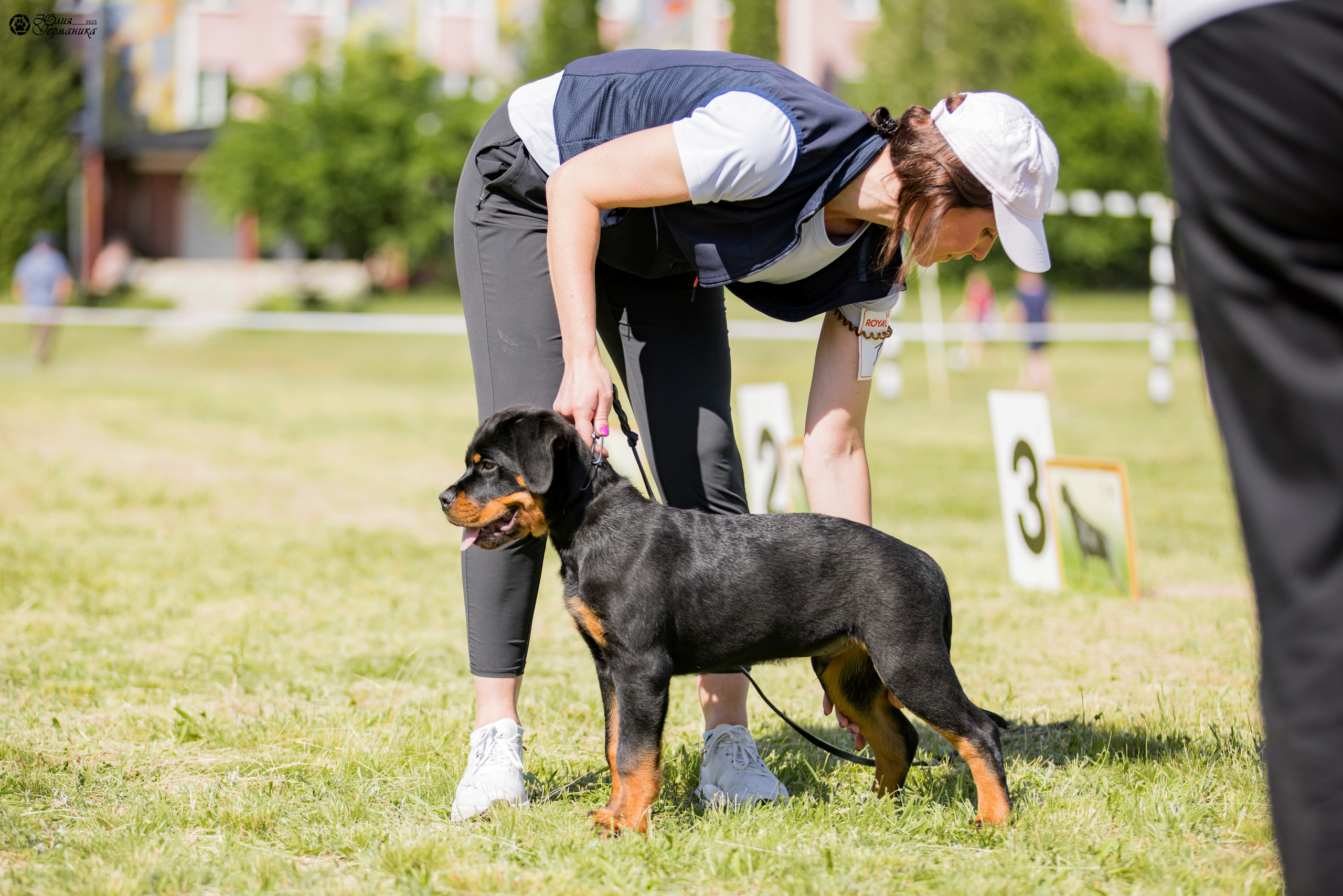 Воронеж 2хмоно ротвейлеров 3-4.06.2023. Фотограф-анималист Юлия Германика