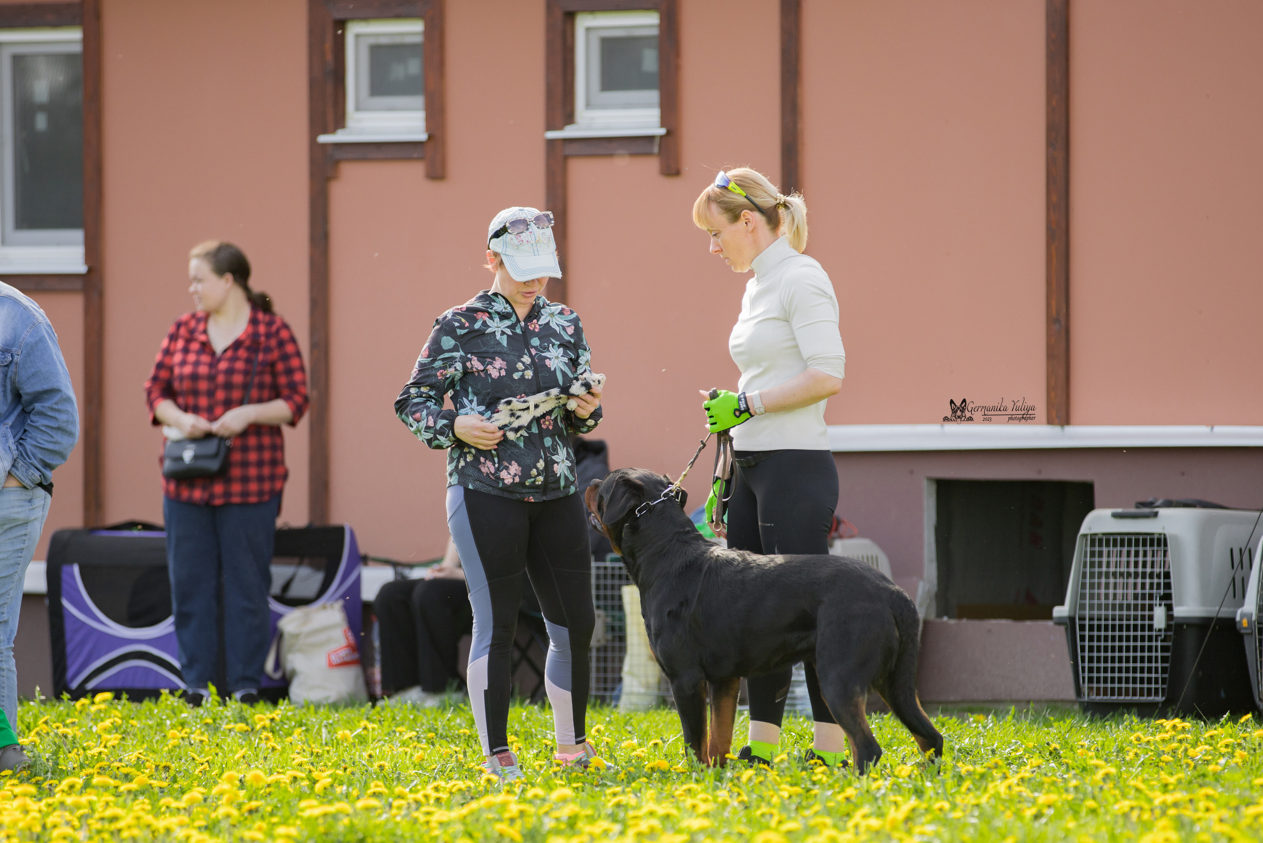 Нижний Новгород моно ротвейлеров 13.05.2023. Фотограф-анималист Юлия Германика