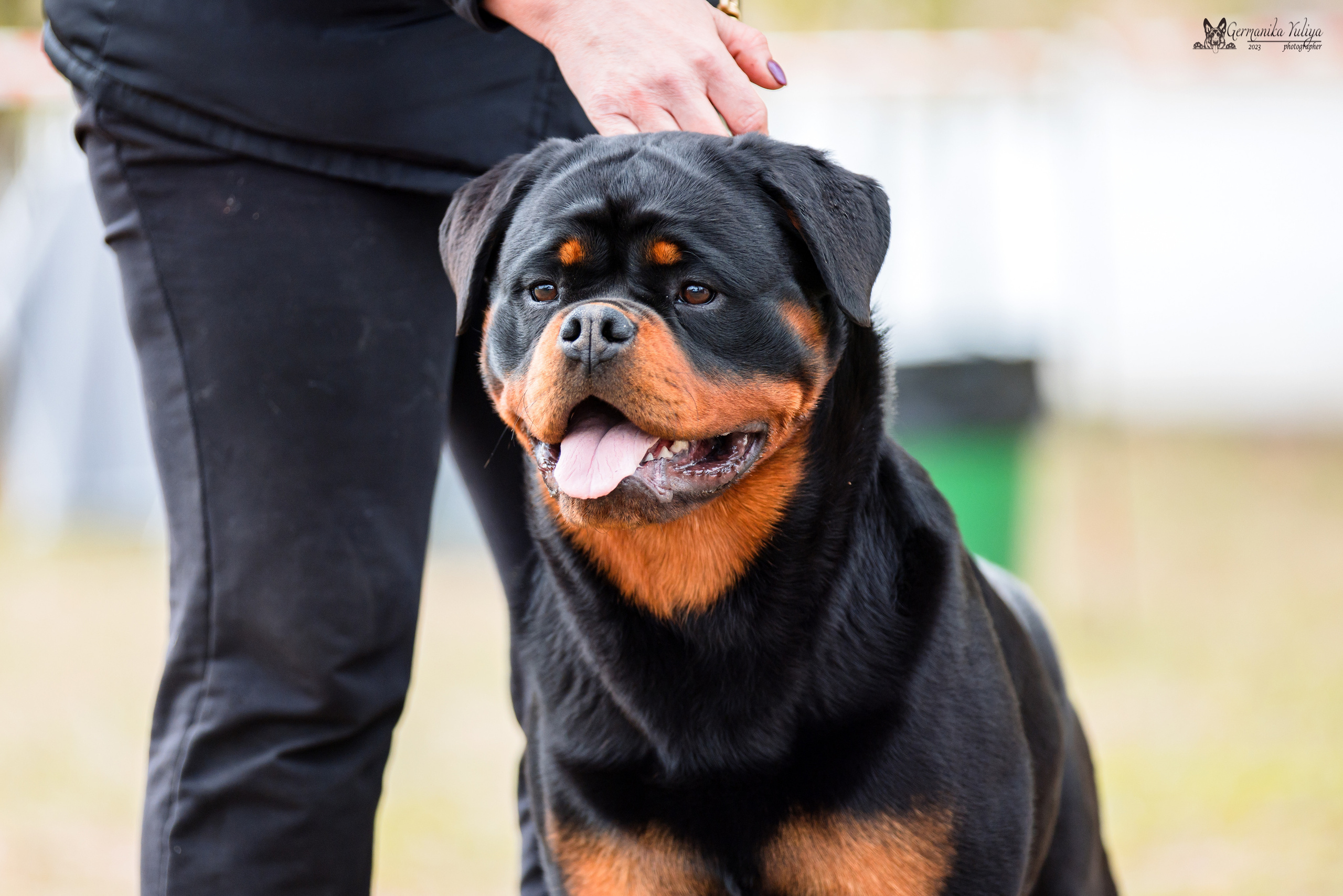 Саратов 2хмоно ротвейлеров 22-23.04.2023. Фотограф-анималист Юлия Германика