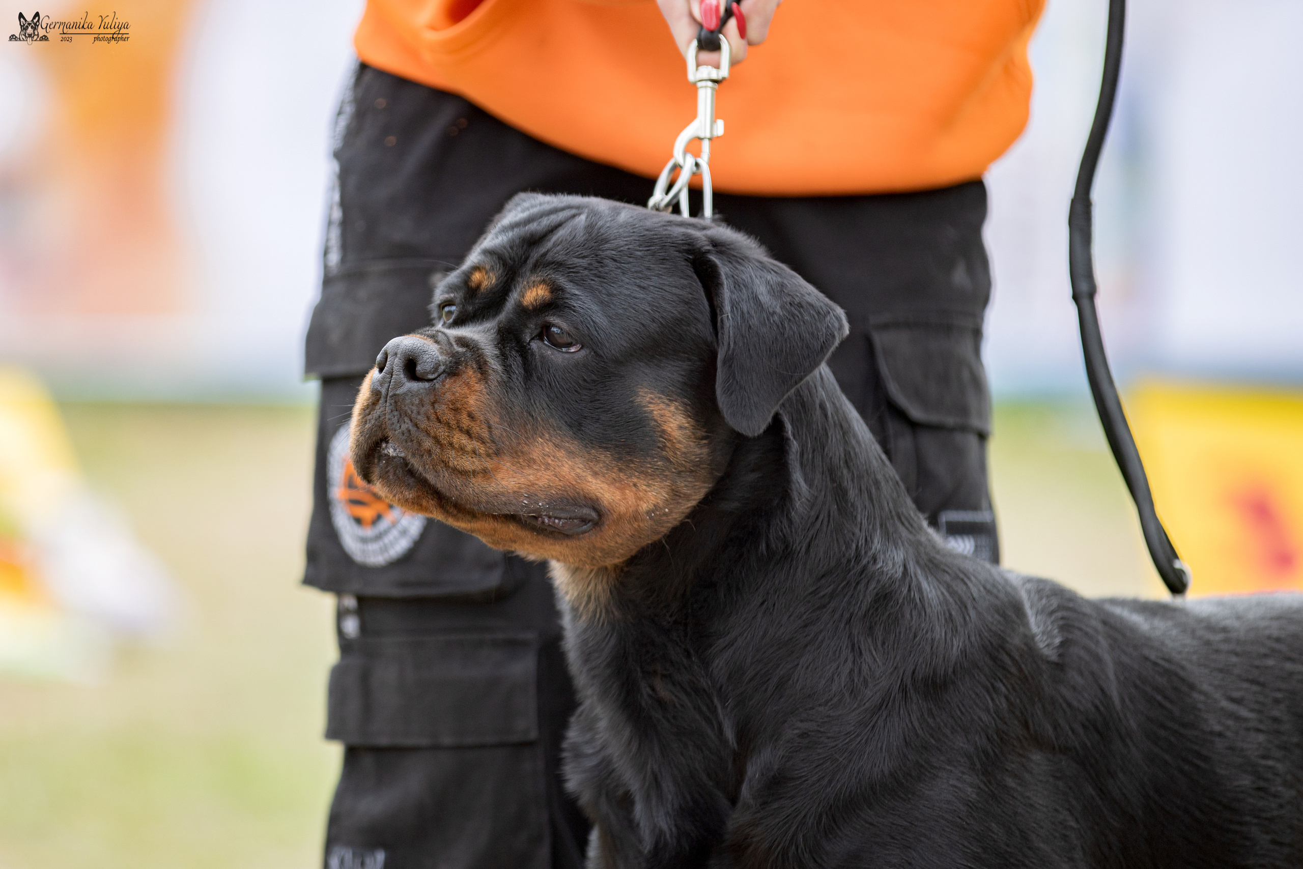 Саратов 2хмоно ротвейлеров 22-23.04.2023. Фотограф-анималист Юлия Германика