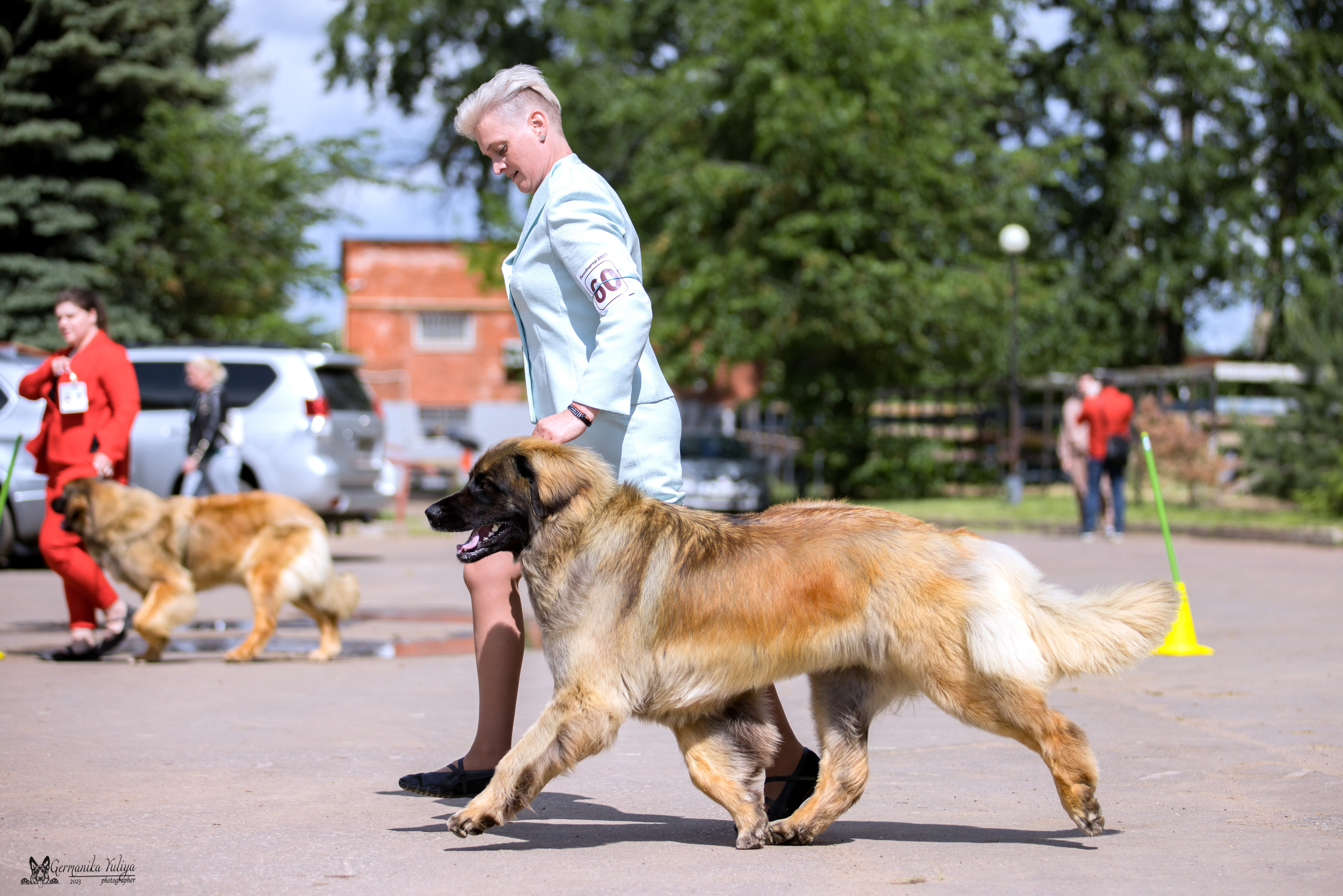 Националка Леонбергеров 28.05.2023. Фотограф-анималист Юлия Германика