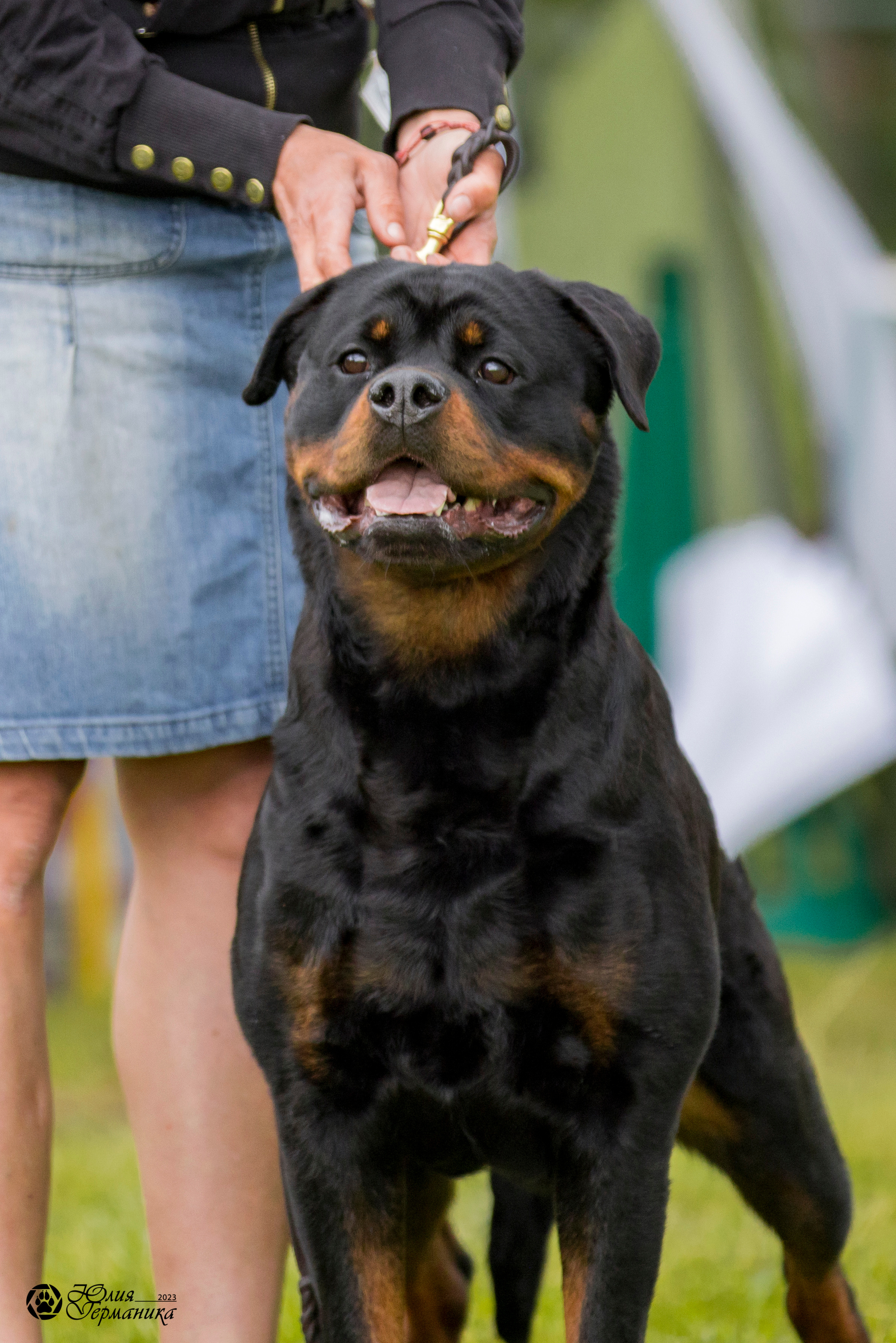 Воронеж 2хмоно ротвейлеров 3-4.06.2023. Фотограф-анималист Юлия Германика