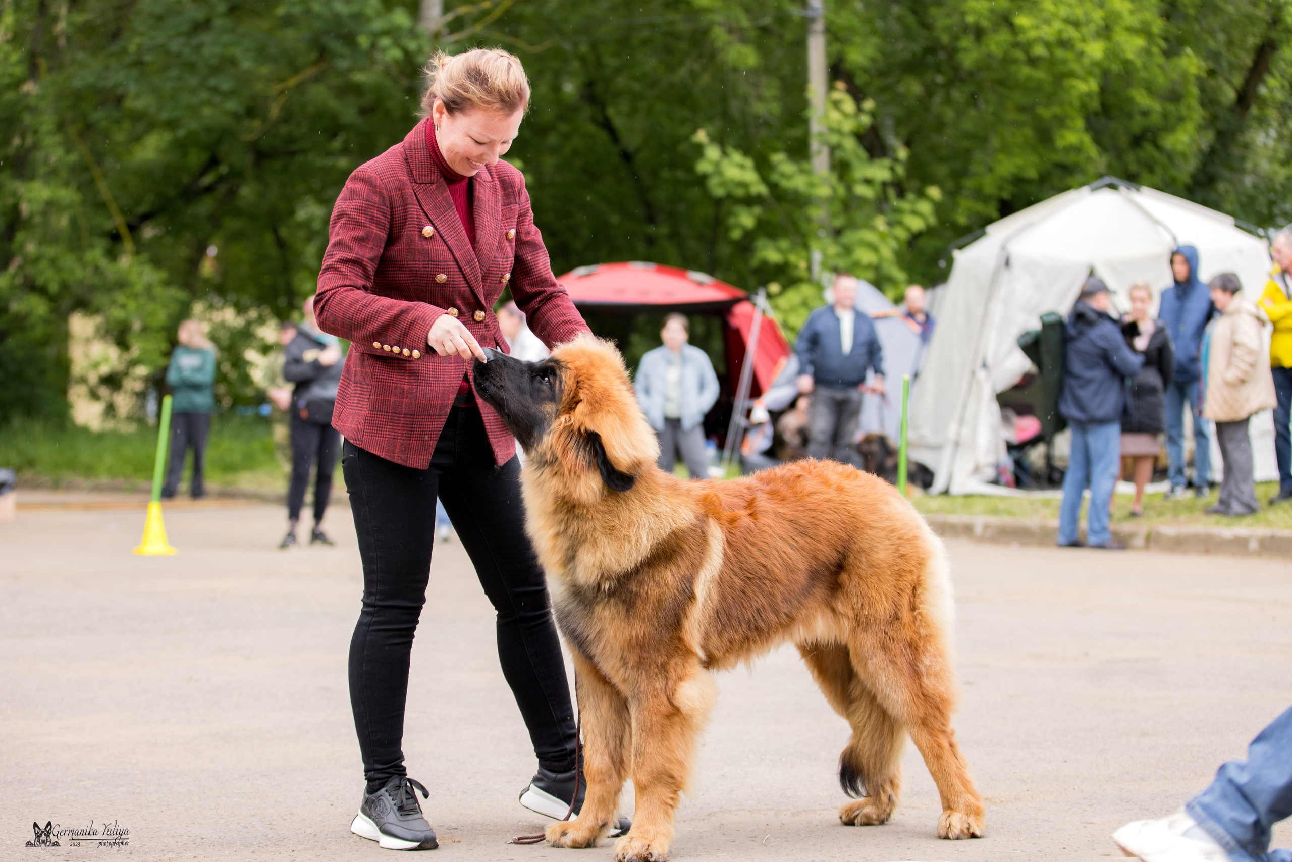 Националка Леонбергеров 28.05.2023. Фотограф-анималист Юлия Германика