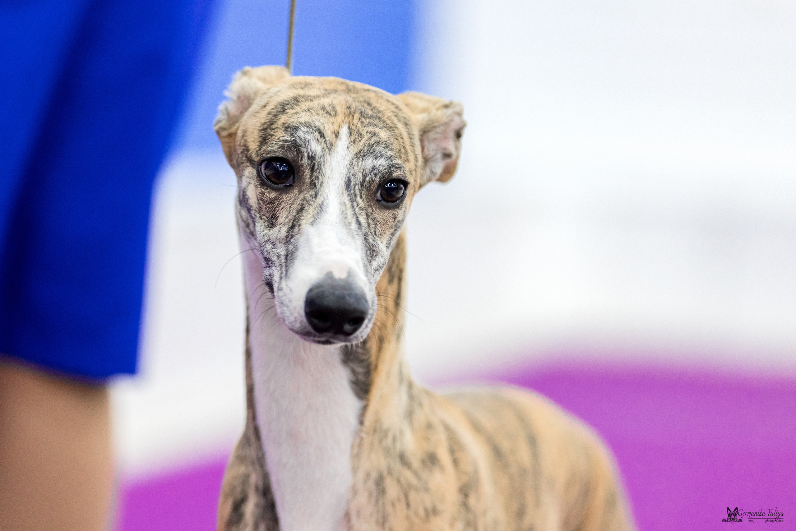 Сфера+МД 8-9.04.2023. Фотограф-анималист Юлия Германика