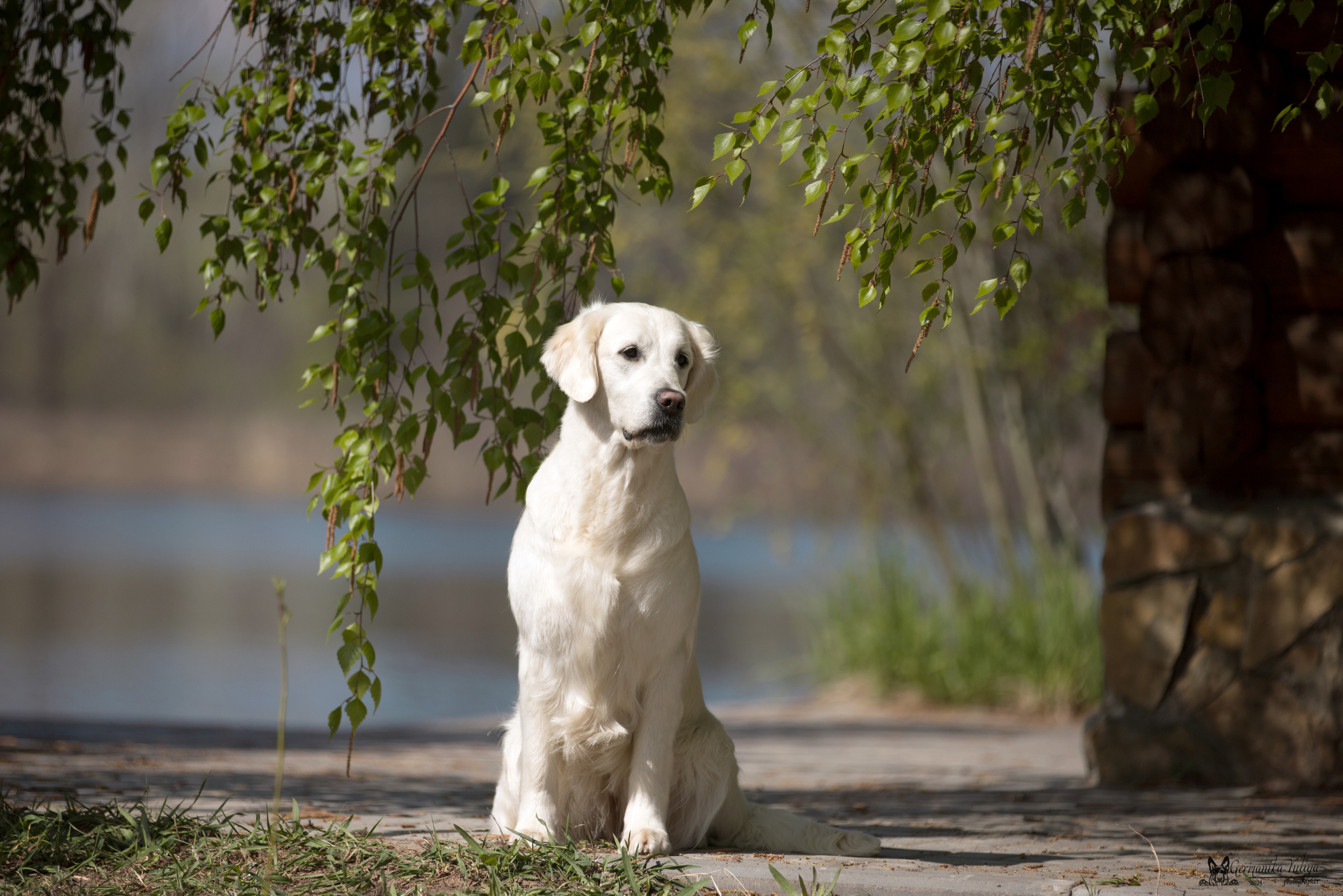 Голдены Саратов 24.04.2023. Фотограф-анималист Юлия Германика