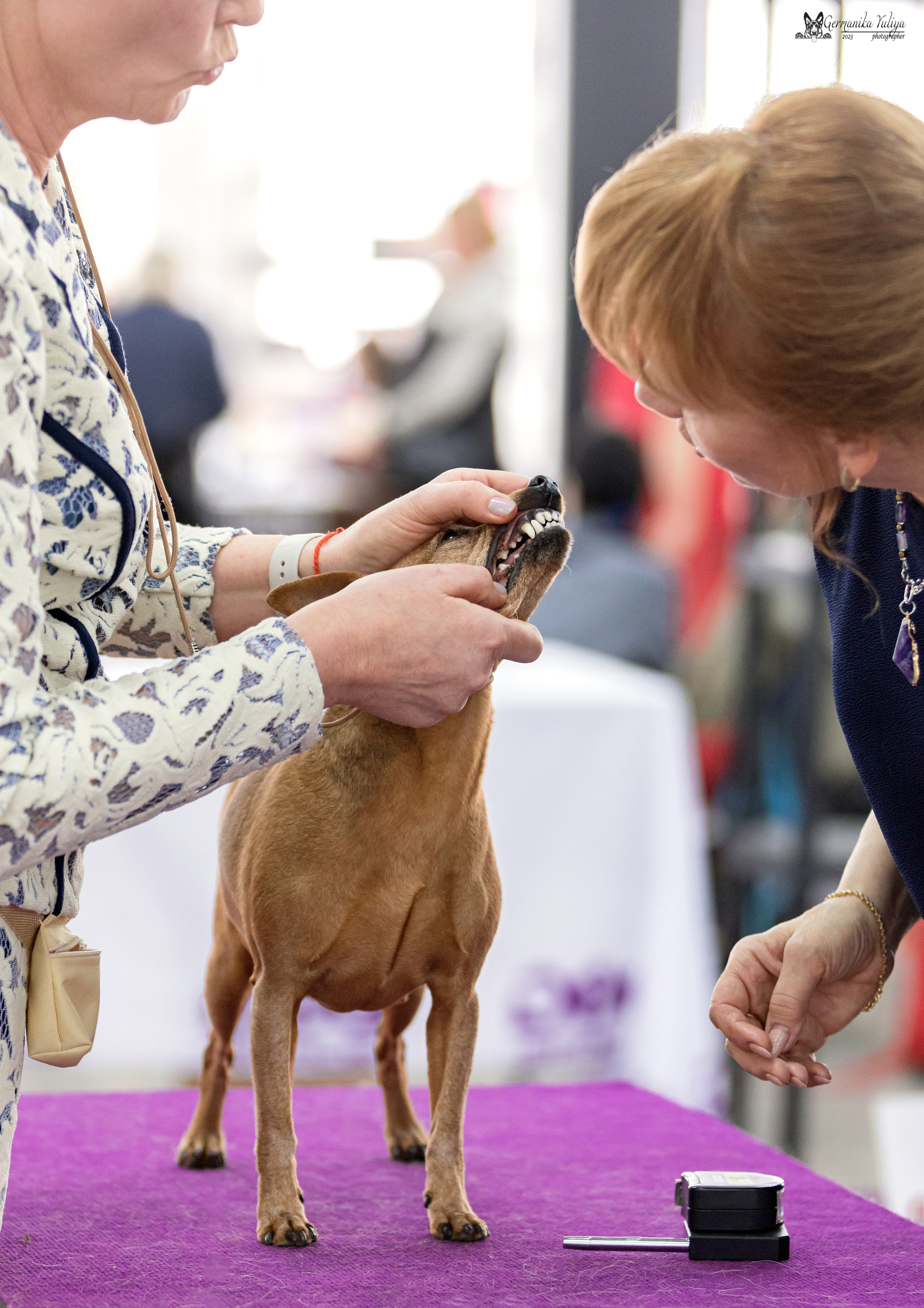 МД 15.04.2023. Фотограф-анималист Юлия Германика