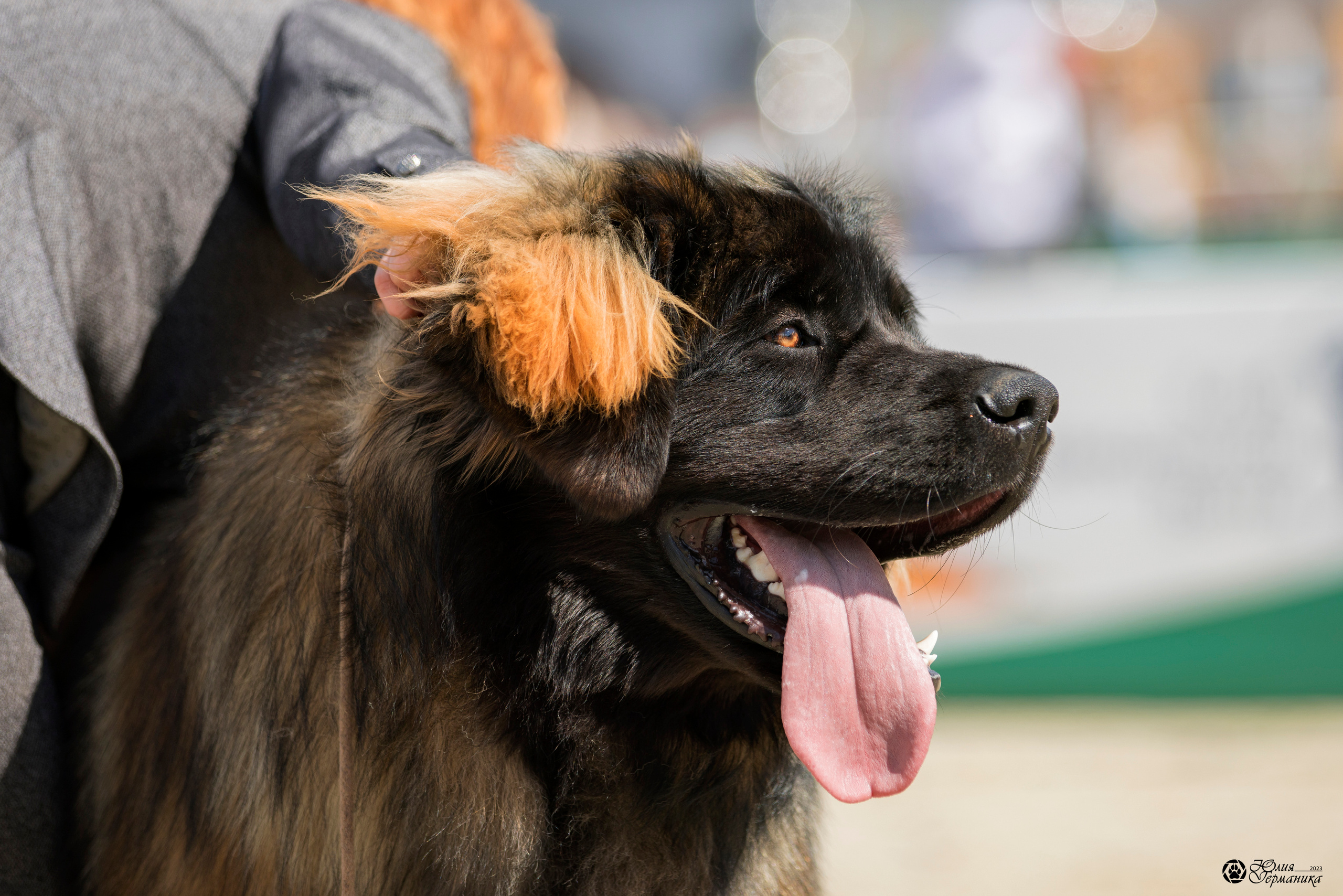 Россия 10-11.06.2023. Фотограф-анималист Юлия Германика