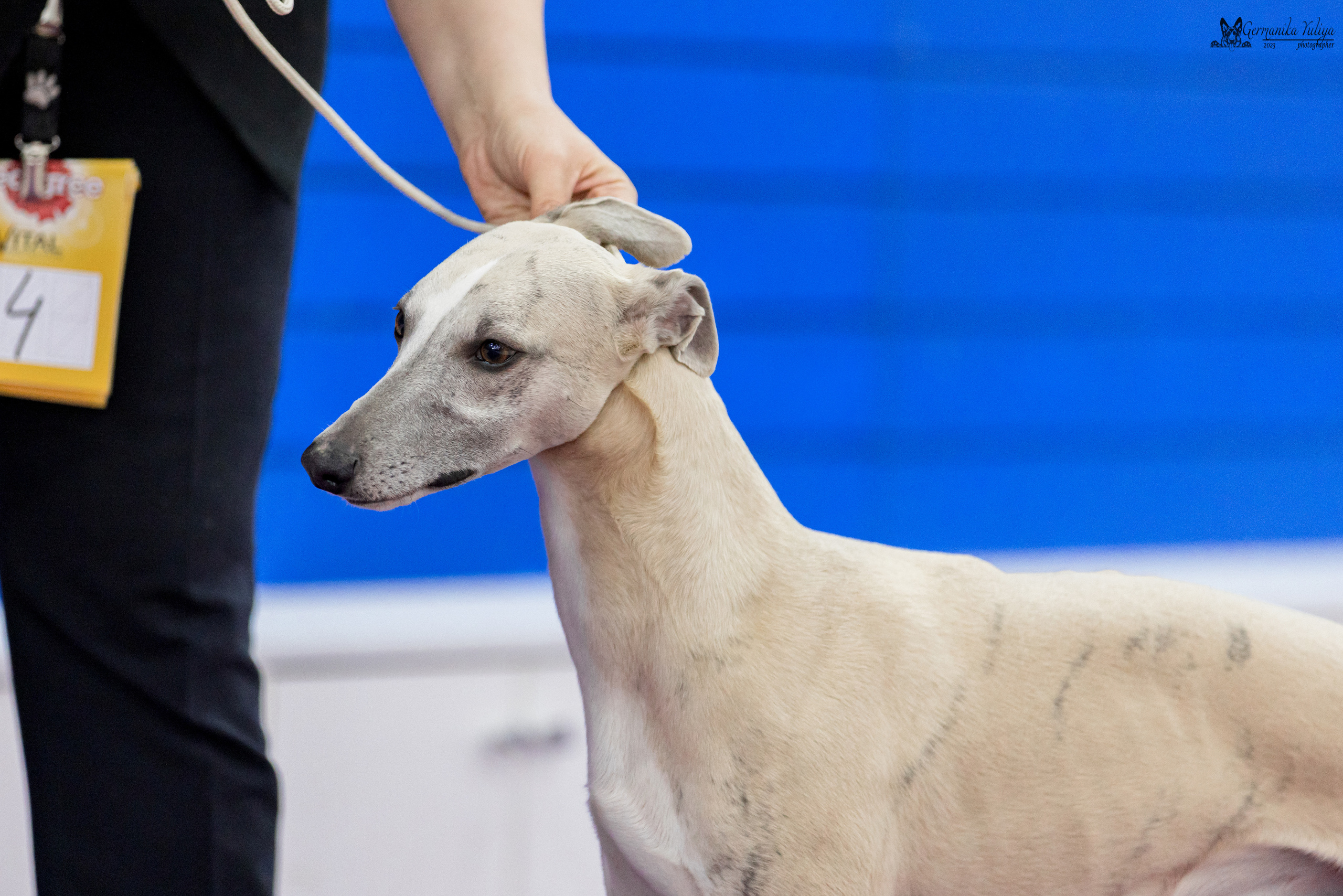 Сфера+МД 8-9.04.2023. Фотограф-анималист Юлия Германика