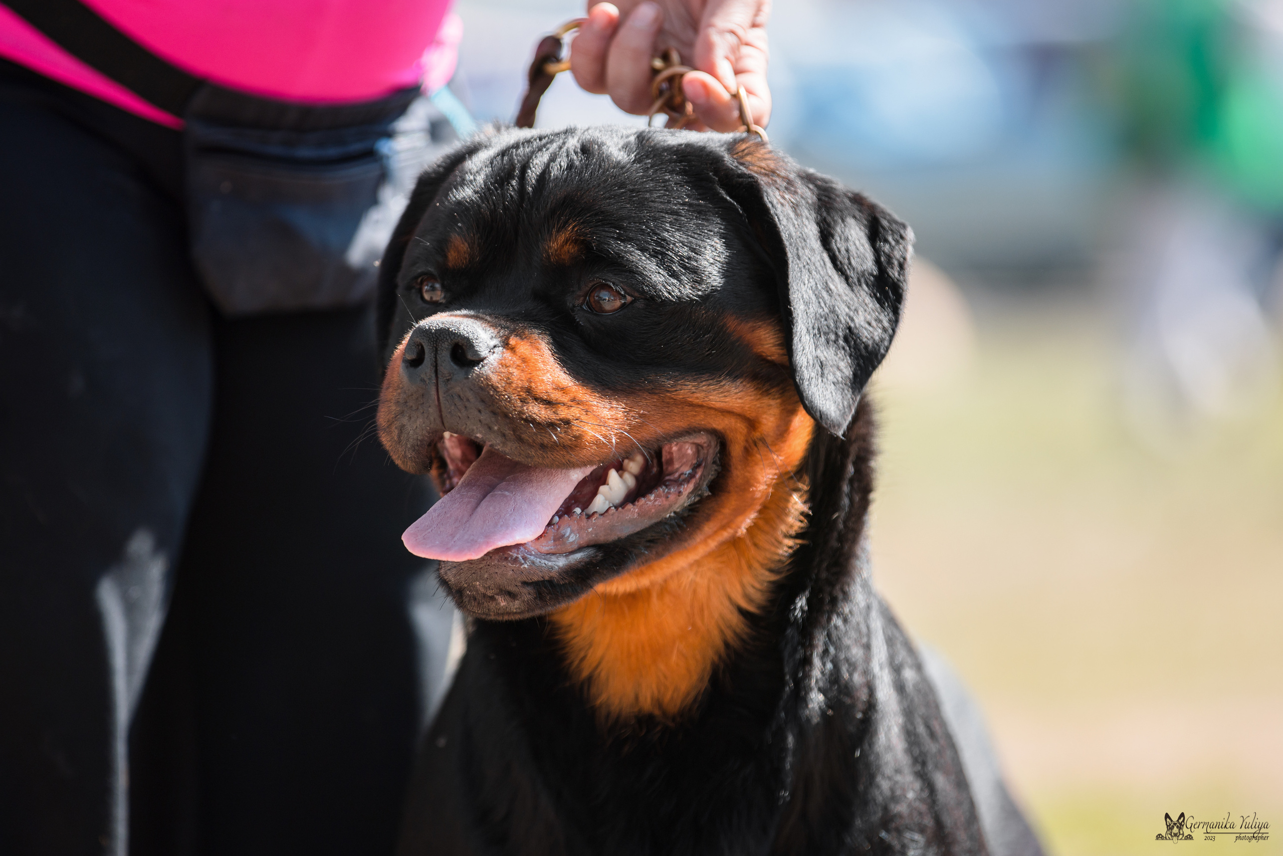 Саратов 2хмоно ротвейлеров 22-23.04.2023. Фотограф-анималист Юлия Германика