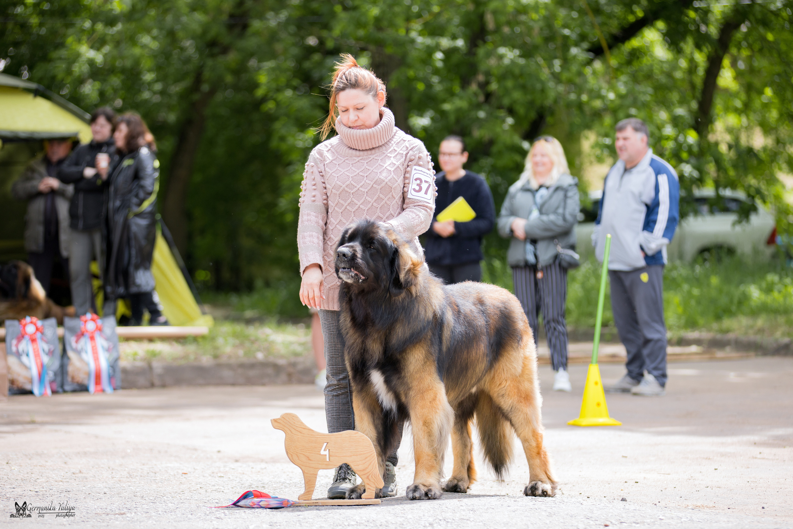 Националка Леонбергеров 28.05.2023. Фотограф-анималист Юлия Германика
