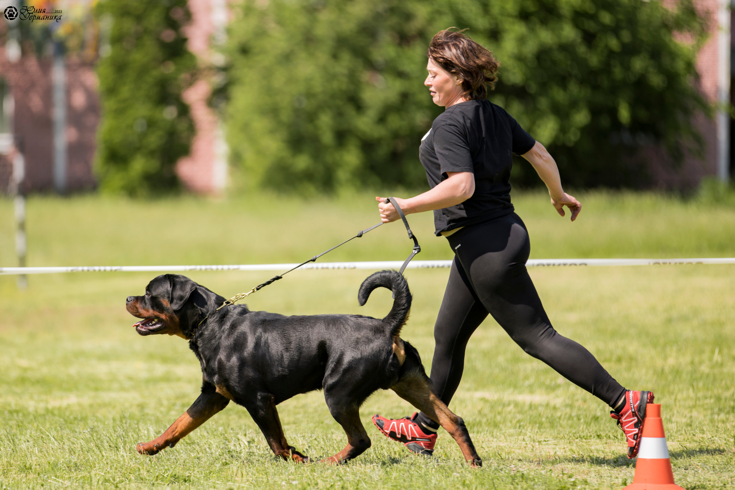 Воронеж 2хмоно ротвейлеров 3-4.06.2023. Фотограф-анималист Юлия Германика