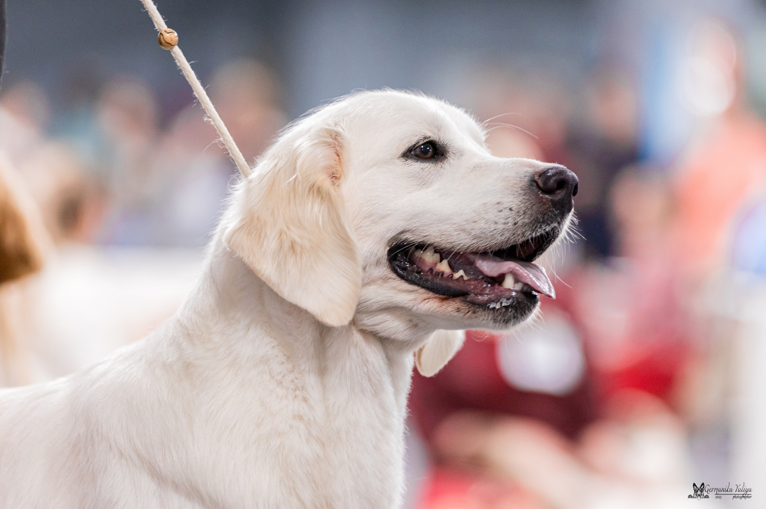 Сфера+МД 8-9.04.2023. Фотограф-анималист Юлия Германика