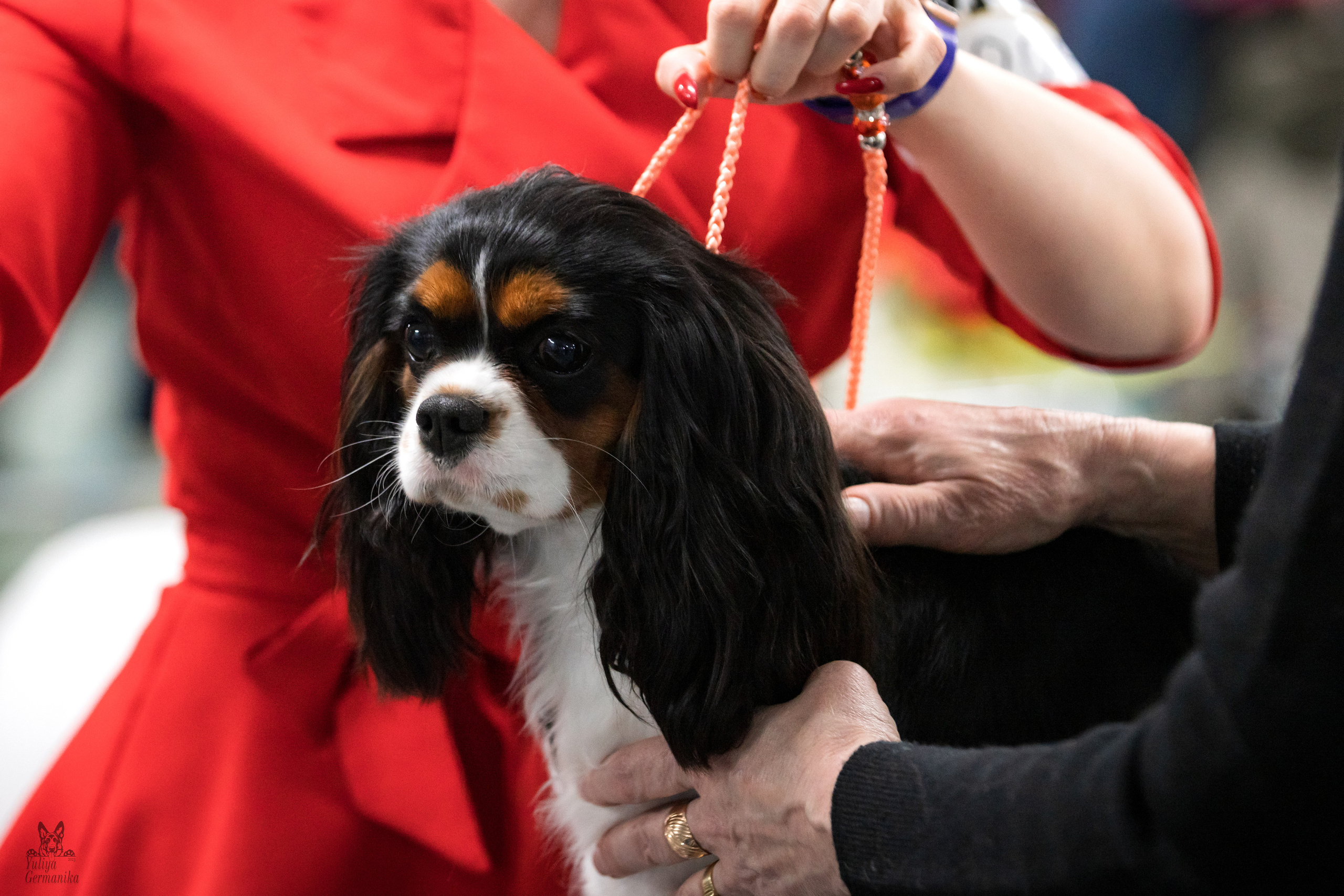 Сфера 25-26.03.2023. Фотограф-анималист Юлия Германика