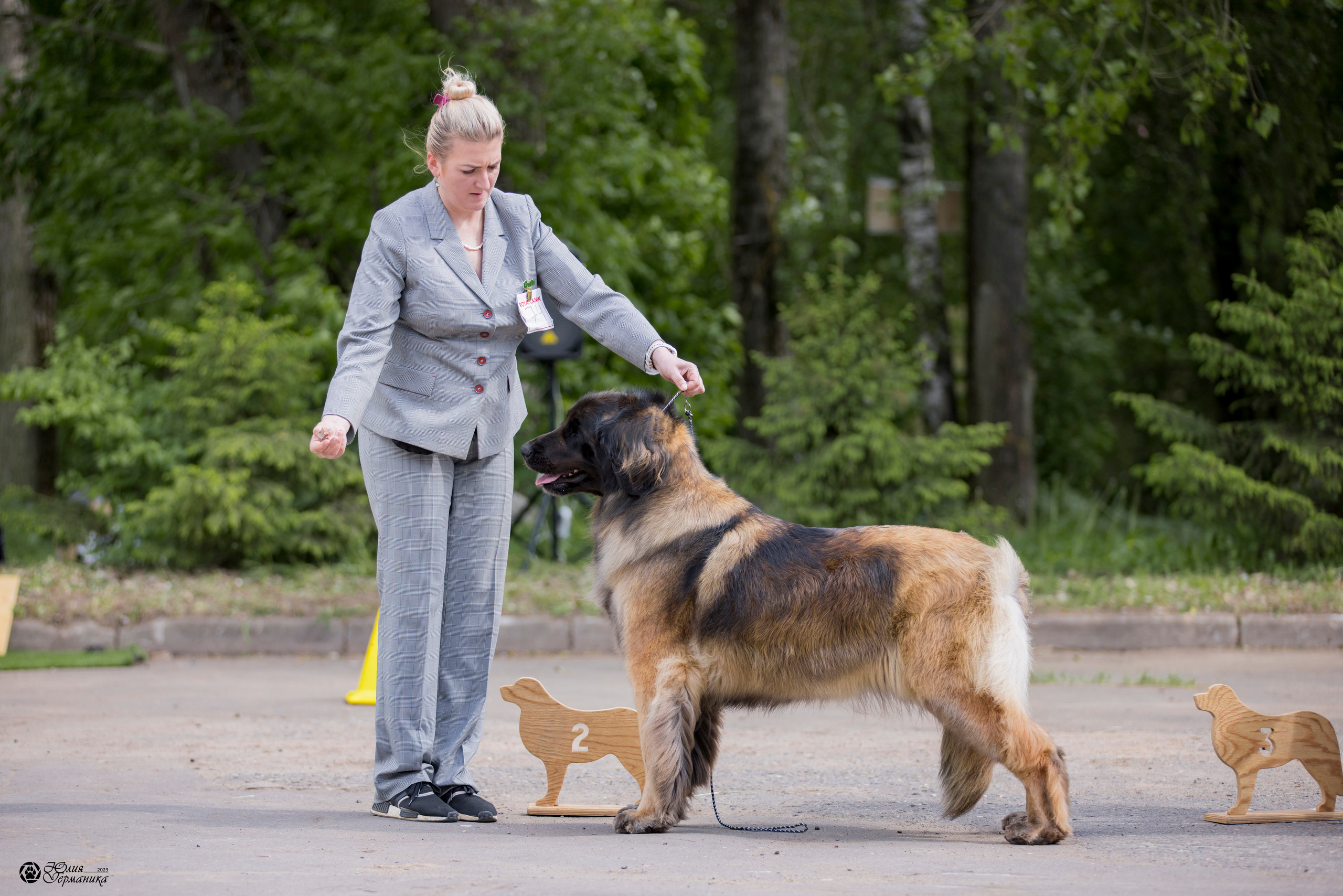 Националка Леонбергеров 28.05.2023. Фотограф-анималист Юлия Германика