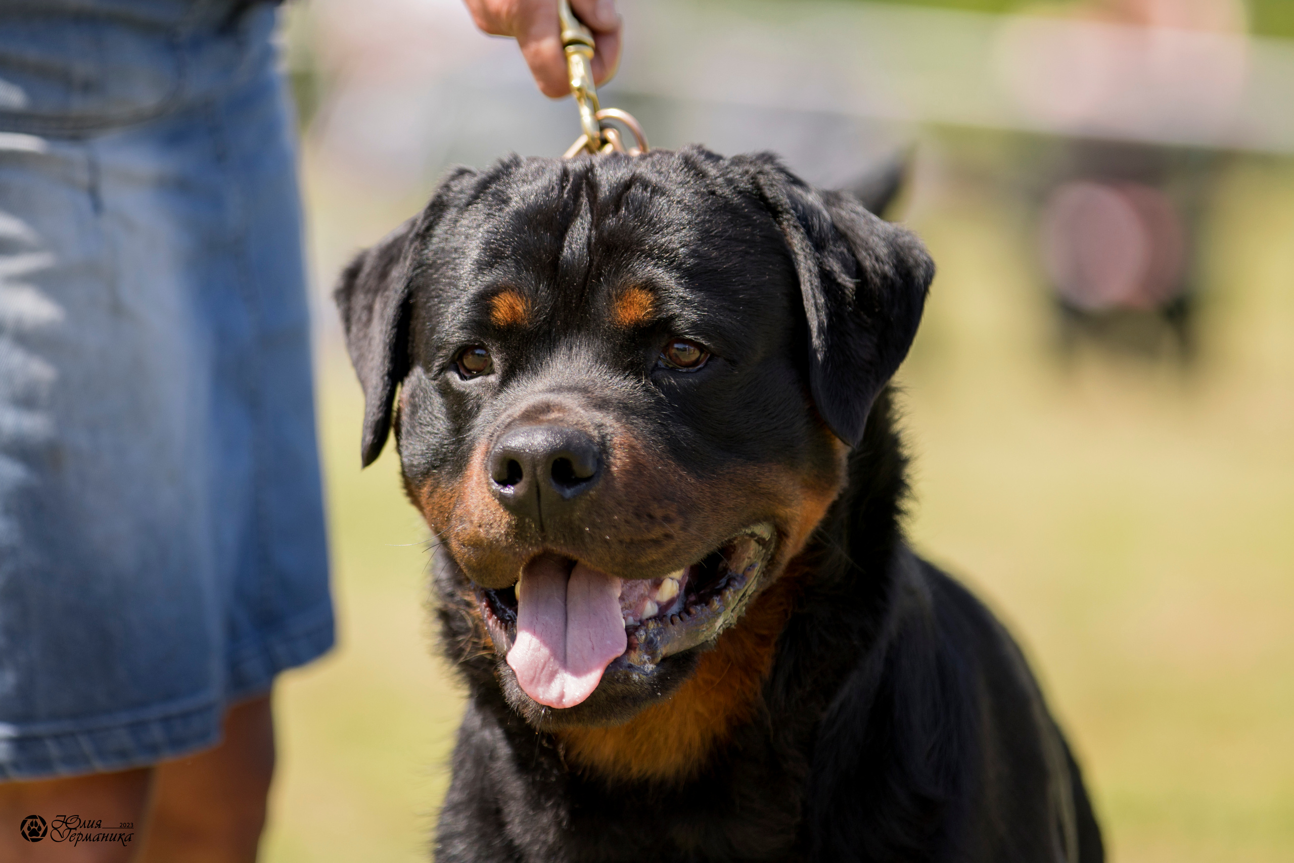 Воронеж 2хмоно ротвейлеров 3-4.06.2023. Фотограф-анималист Юлия Германика