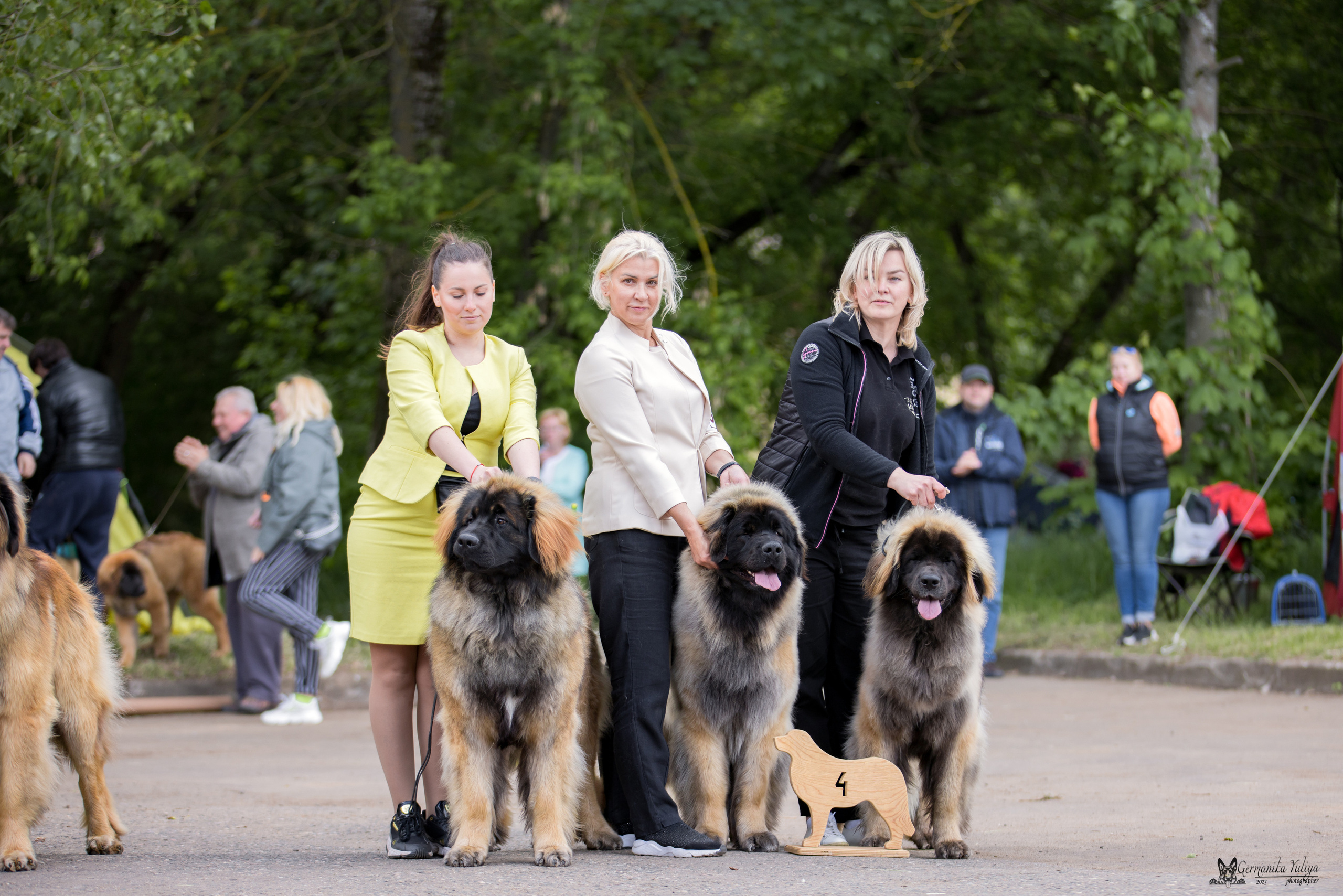 Националка Леонбергеров 28.05.2023. Фотограф-анималист Юлия Германика