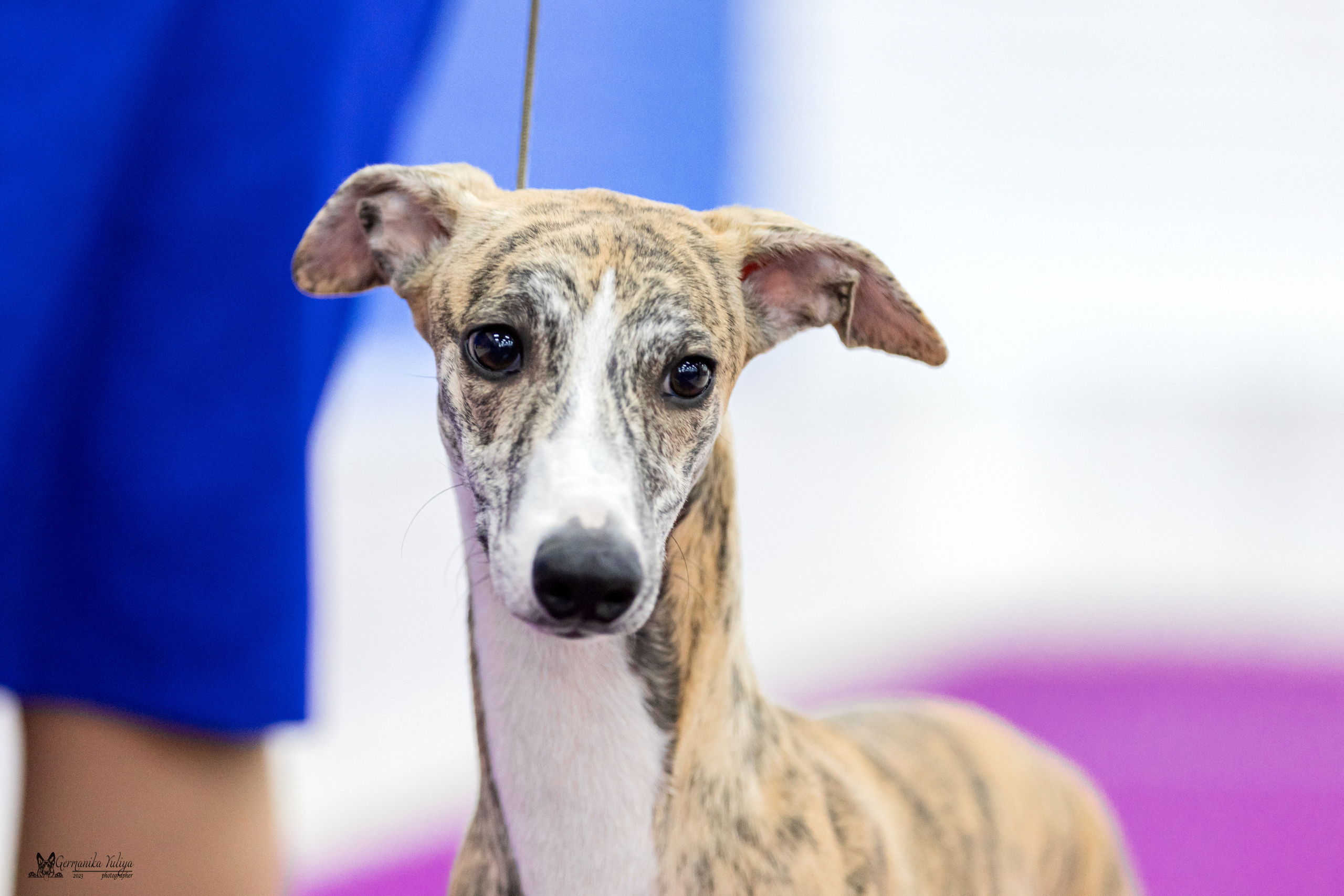 Сфера+МД 8-9.04.2023. Фотограф-анималист Юлия Германика