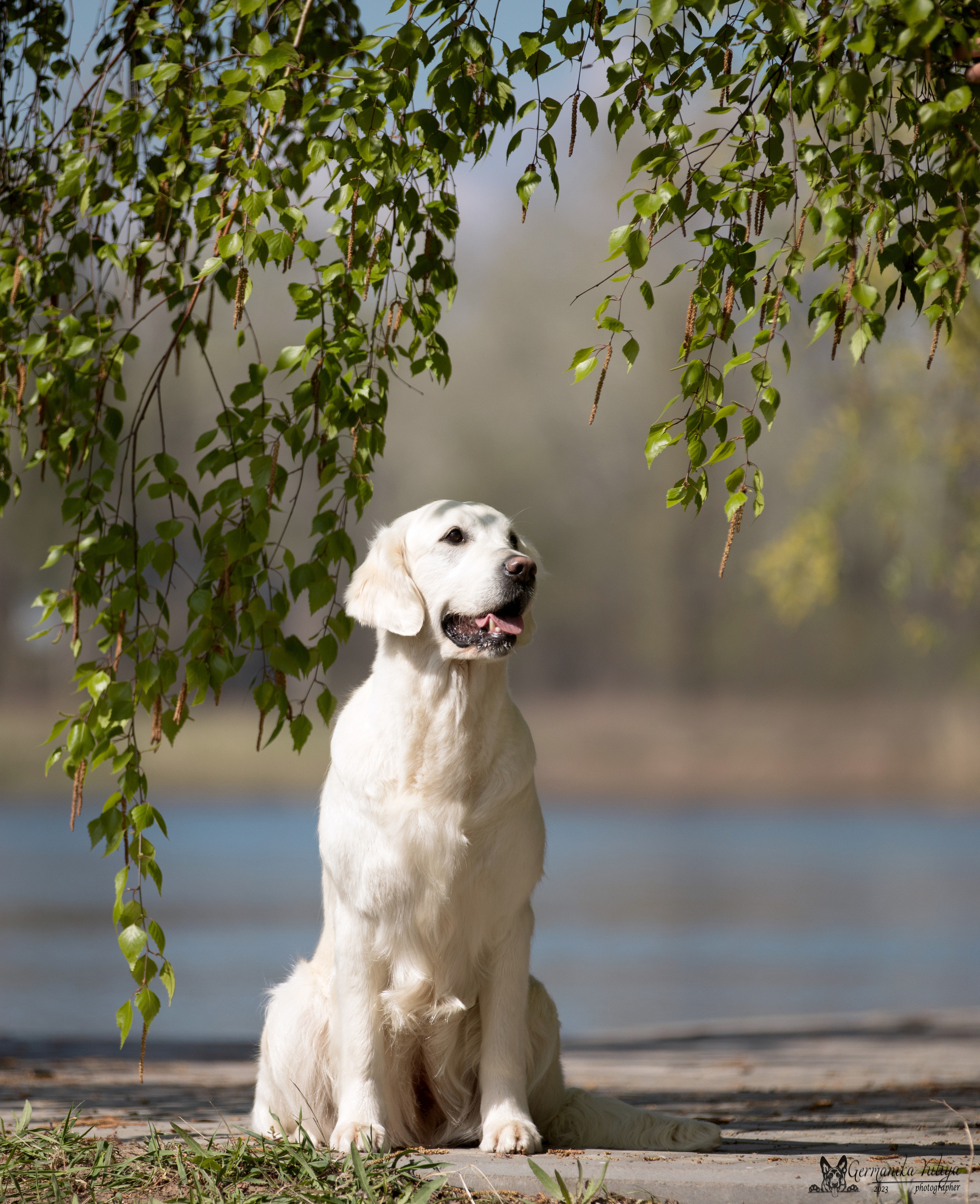 Голдены Саратов 24.04.2023. Фотограф-анималист Юлия Германика