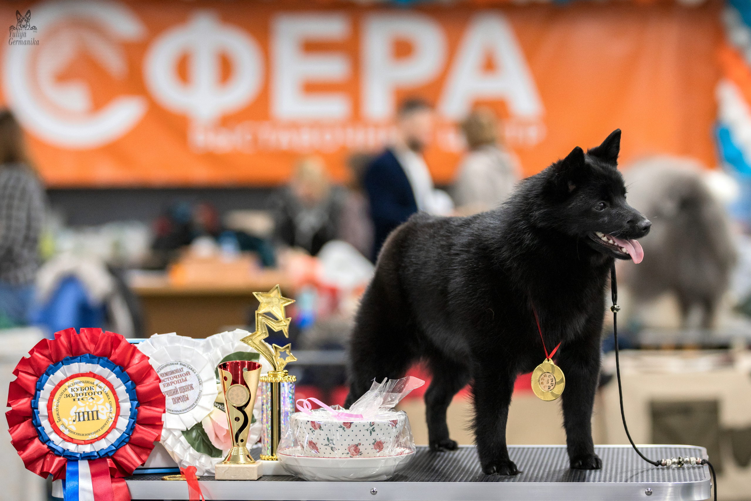 Сфера 25-26.03.2023. Фотограф-анималист Юлия Германика
