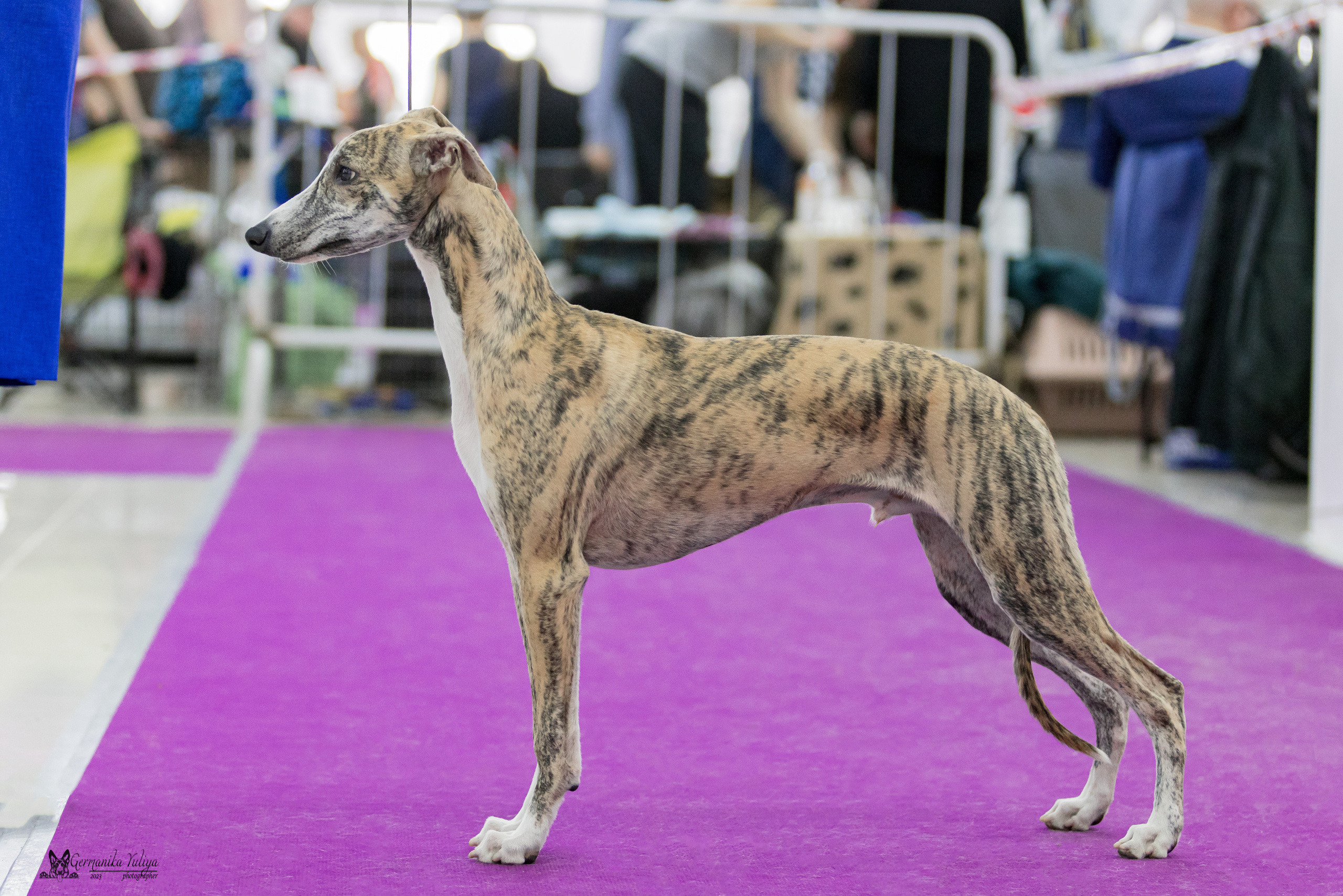 Сфера+МД 8-9.04.2023. Фотограф-анималист Юлия Германика