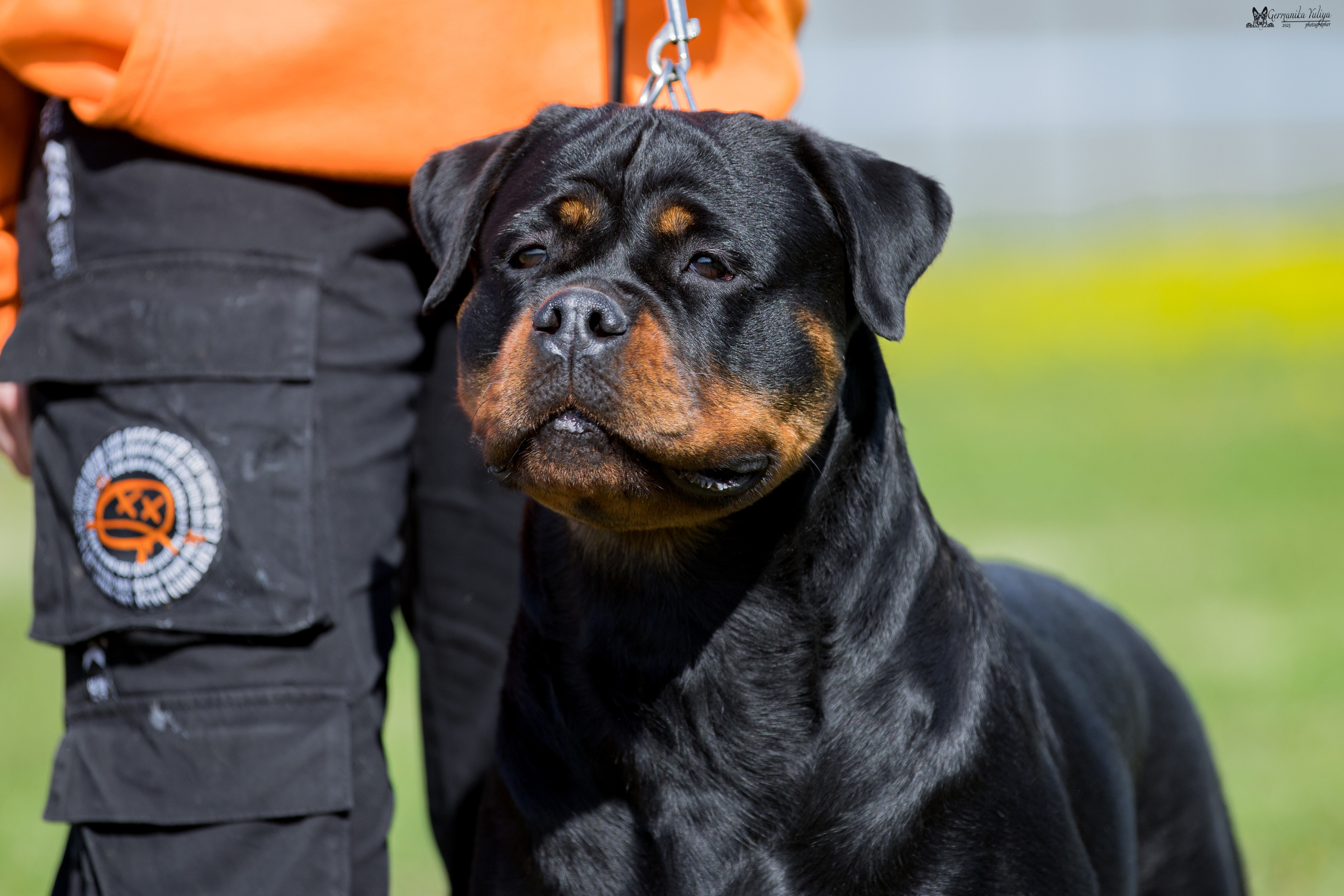 Нижний Новгород моно ротвейлеров 13.05.2023. Фотограф-анималист Юлия Германика