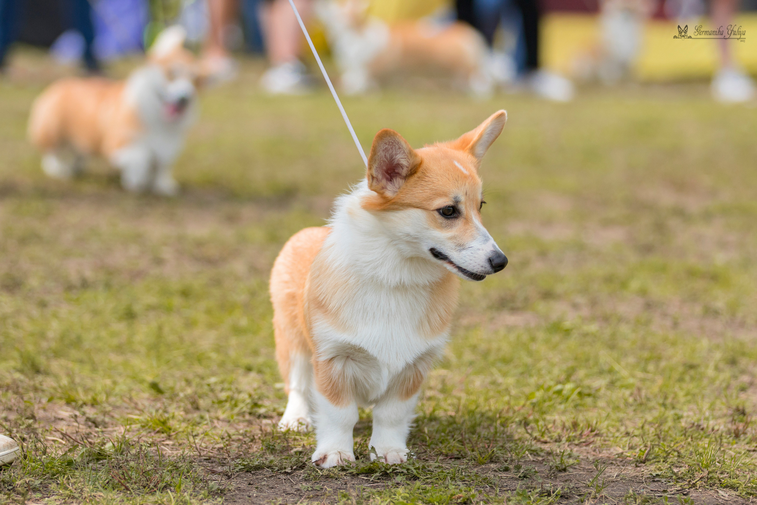 Владимир 1-2.07.2023. Фотограф-анималист Юлия Германика
