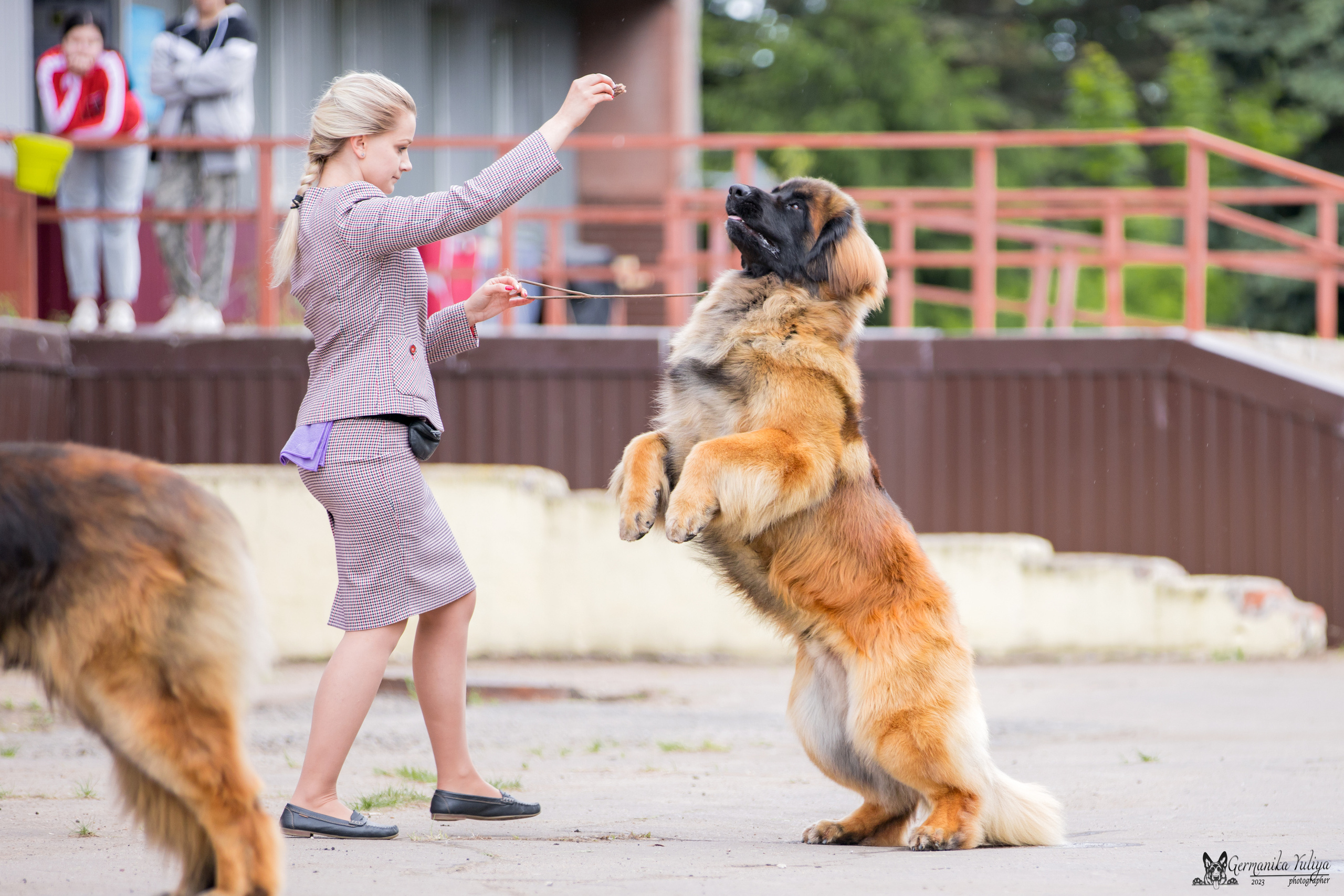 Националка Леонбергеров 28.05.2023. Фотограф-анималист Юлия Германика