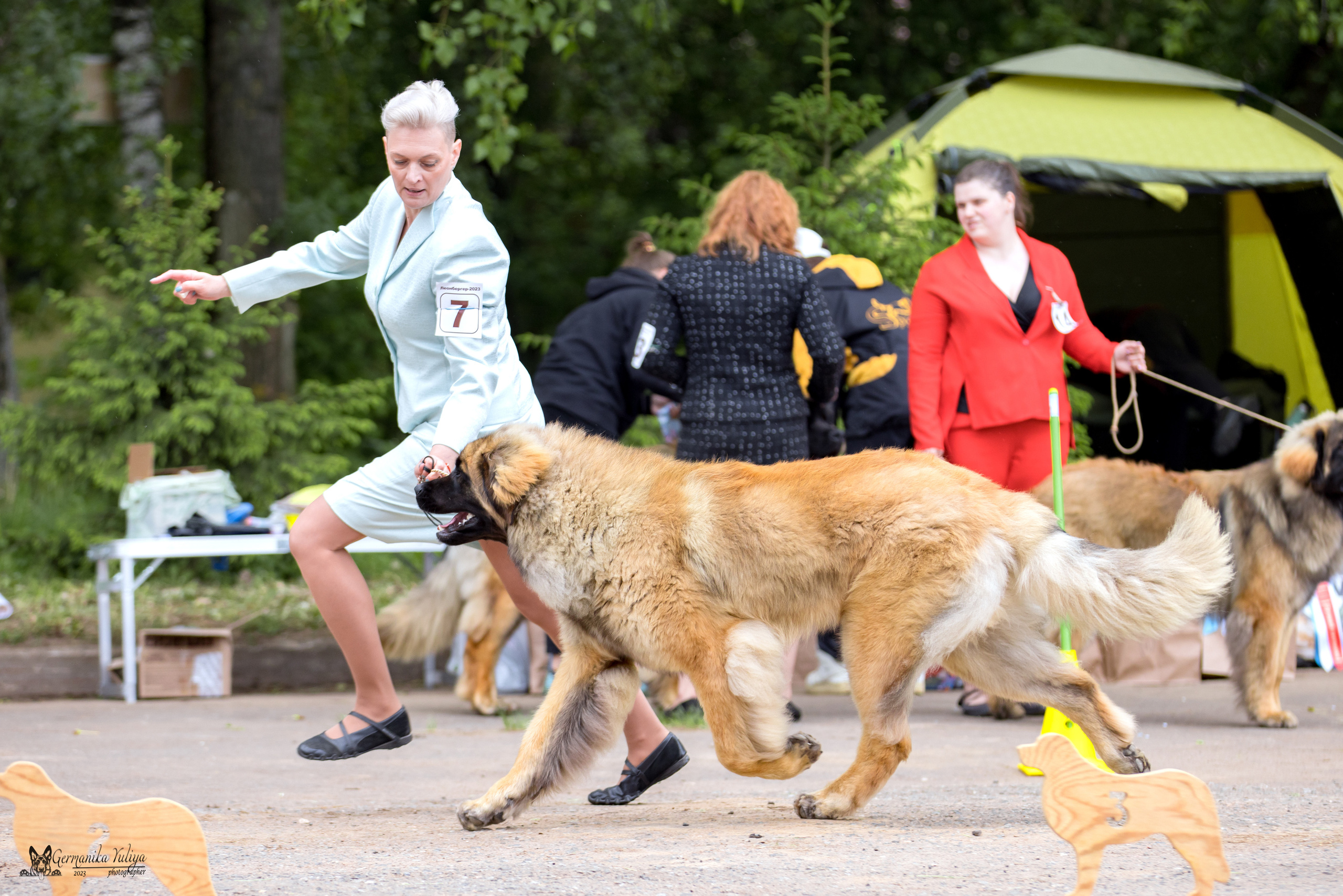 Националка Леонбергеров 28.05.2023. Фотограф-анималист Юлия Германика