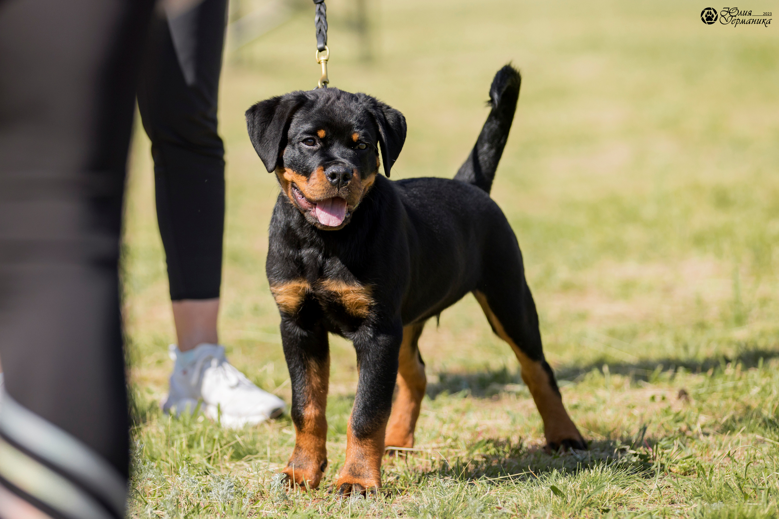 Воронеж 2хмоно ротвейлеров 3-4.06.2023. Фотограф-анималист Юлия Германика