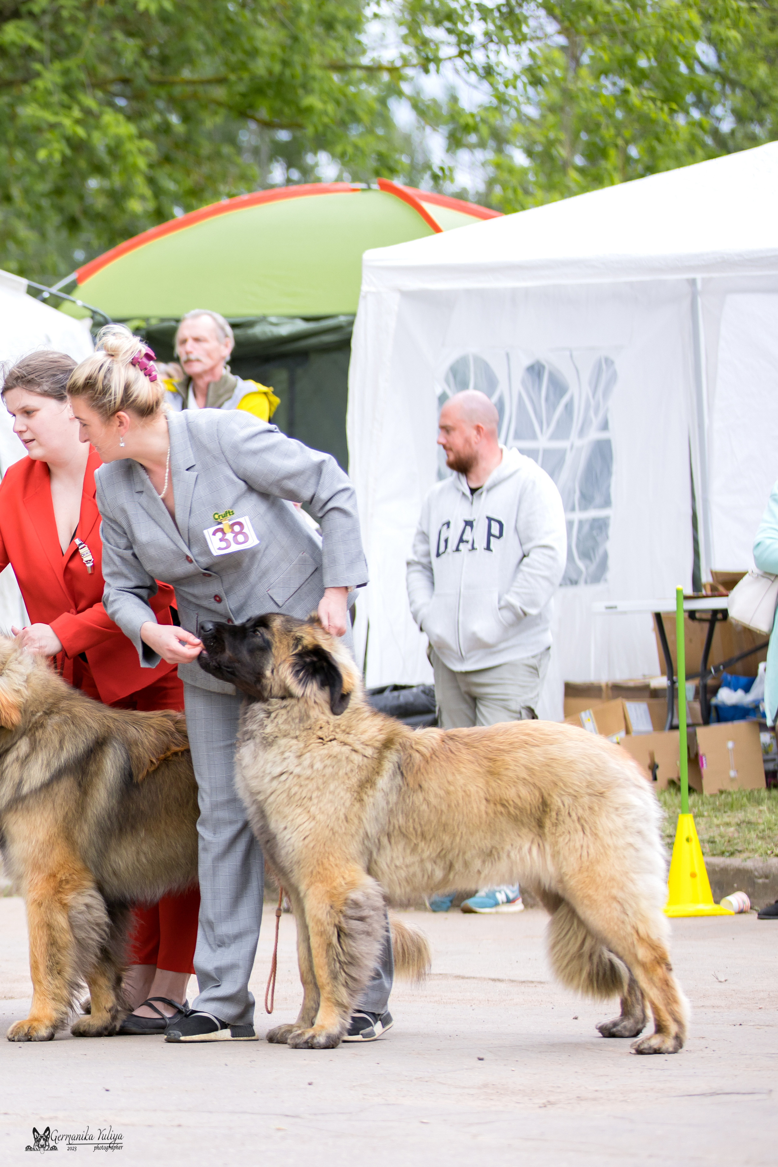 Националка Леонбергеров 28.05.2023. Фотограф-анималист Юлия Германика