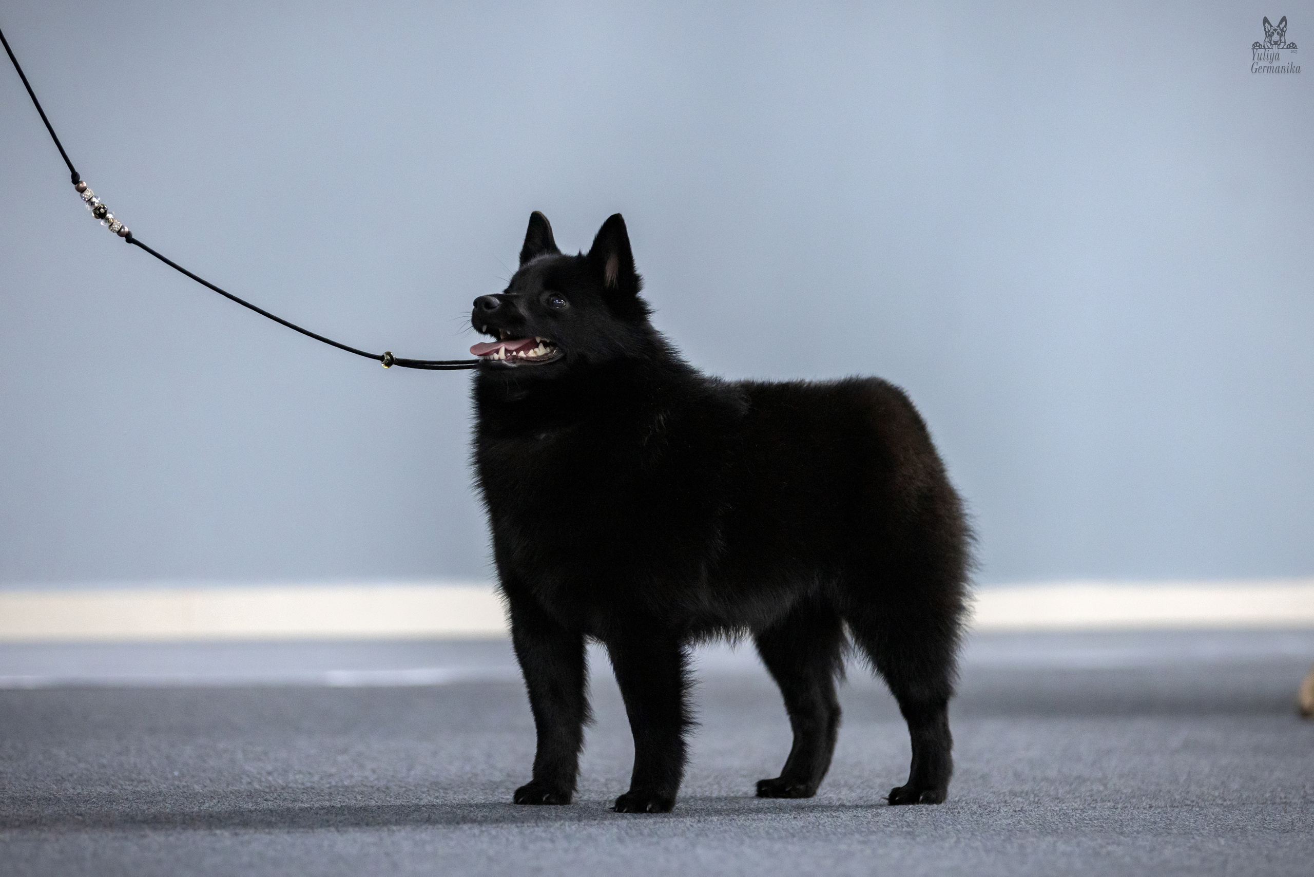 Сфера 25-26.03.2023. Фотограф-анималист Юлия Германика