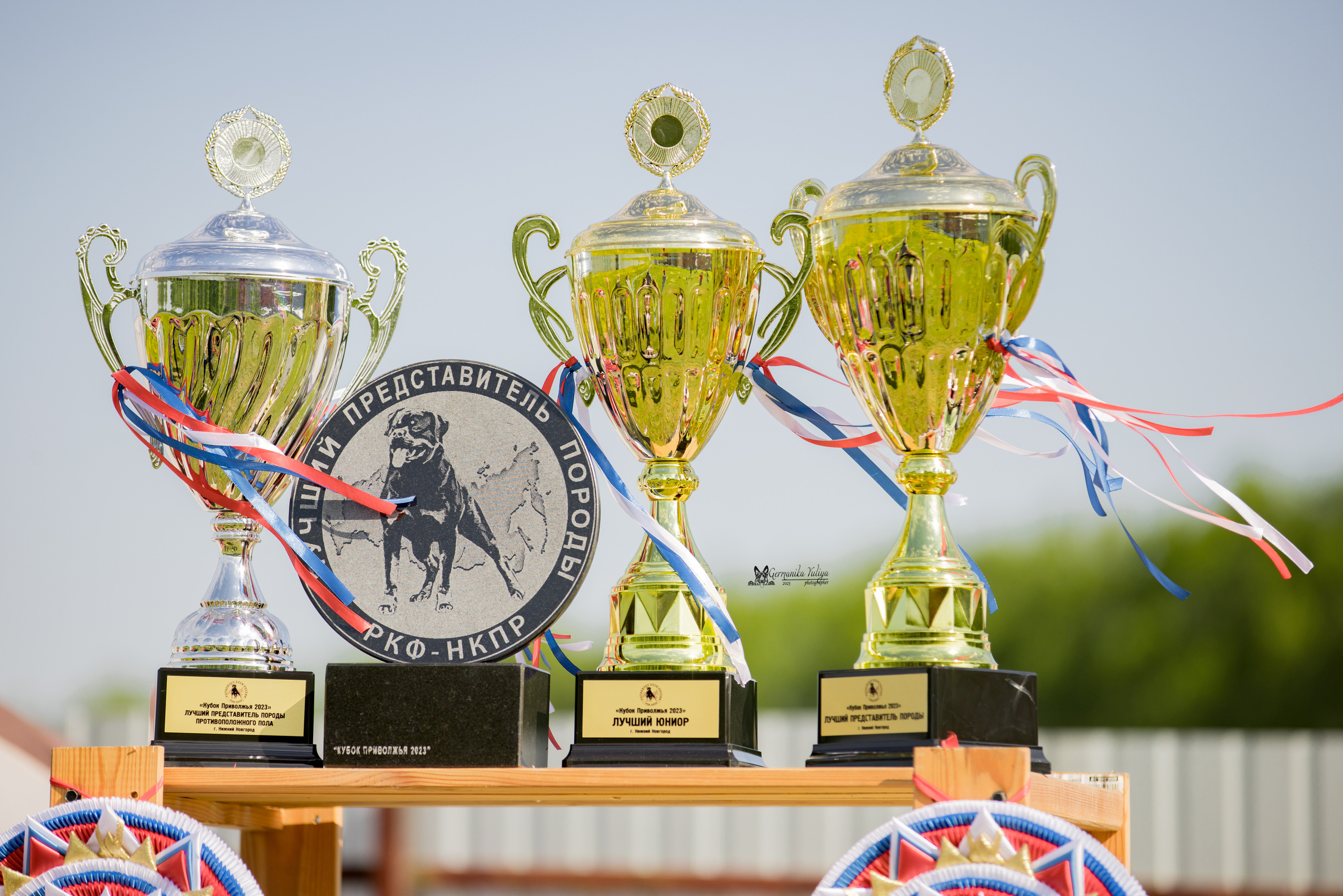 Нижний Новгород моно ротвейлеров 13.05.2023. Фотограф-анималист Юлия Германика