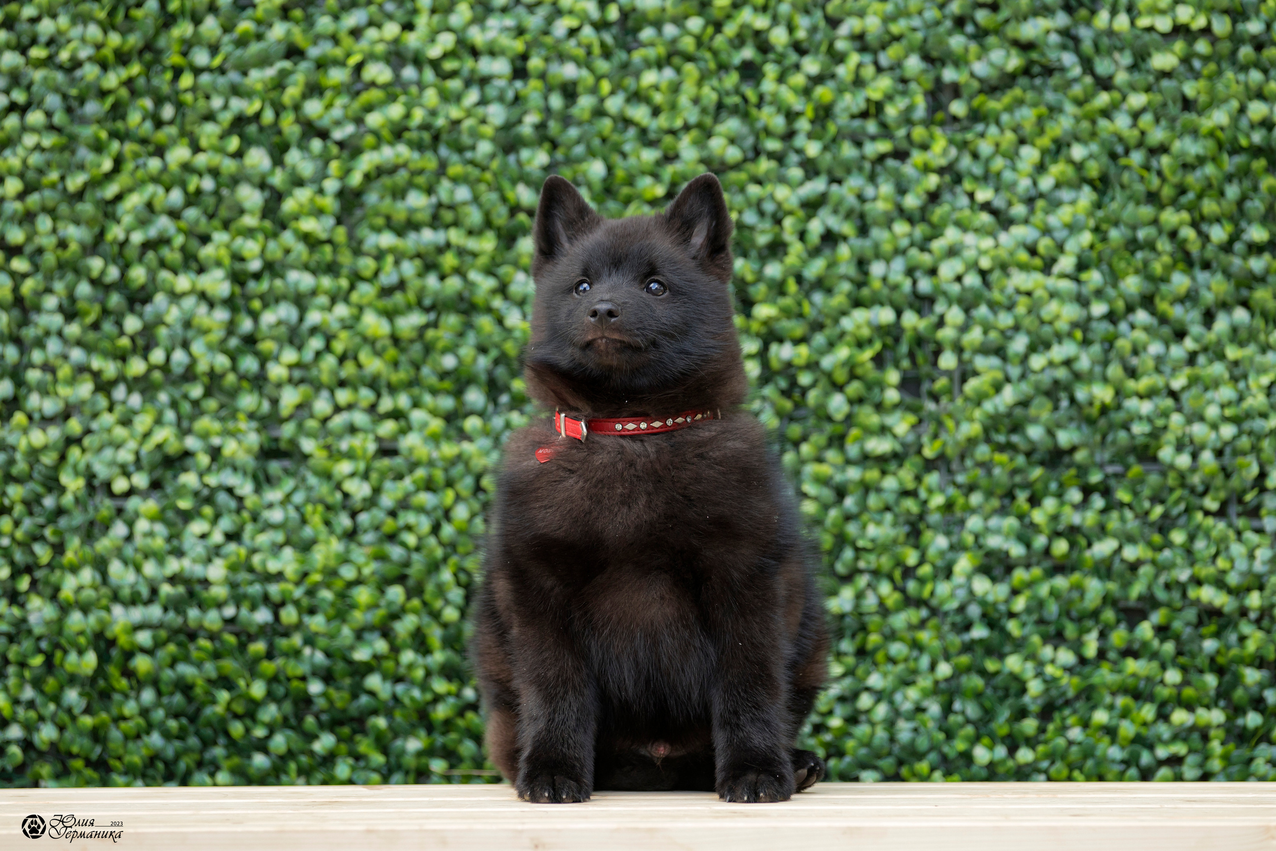 Россия 10-11.06.2023. Фотограф-анималист Юлия Германика