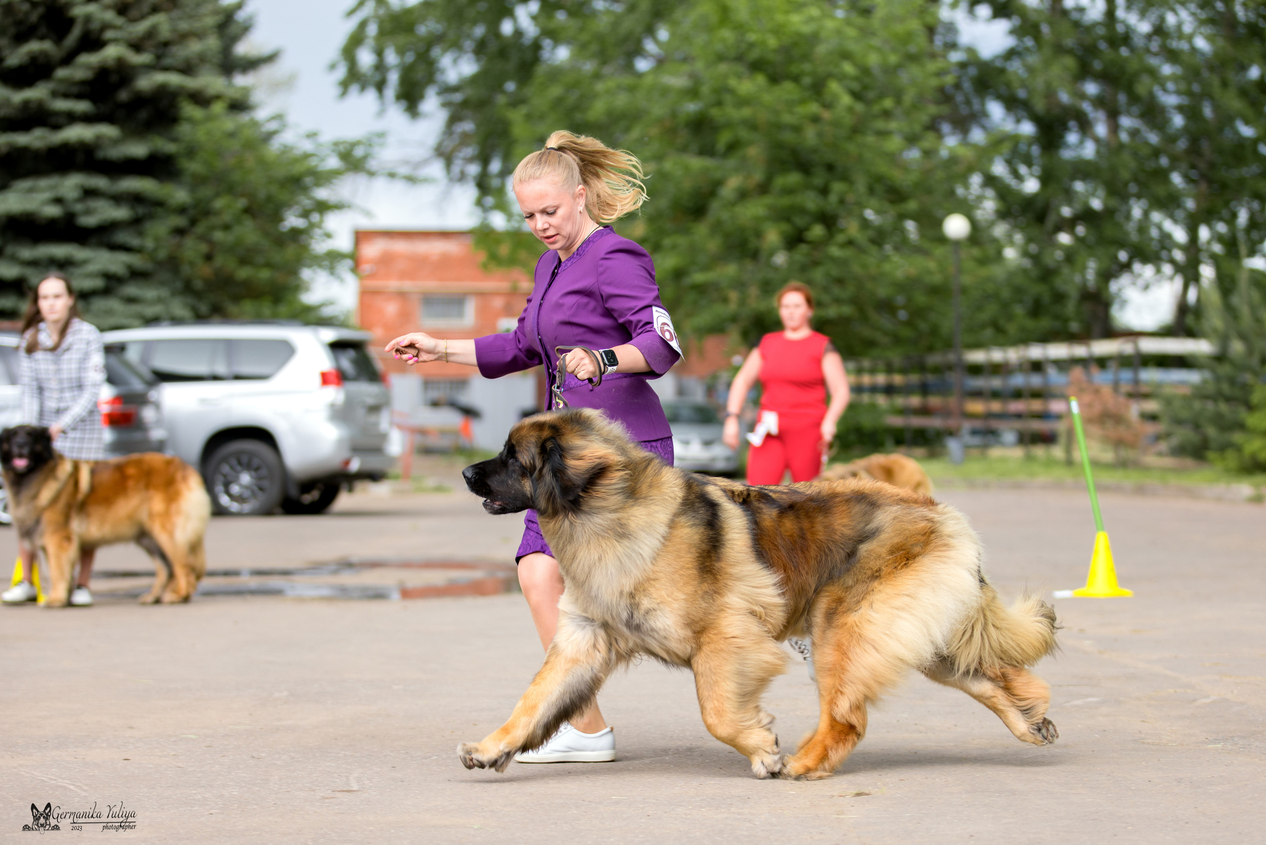 Националка Леонбергеров 28.05.2023. Фотограф-анималист Юлия Германика