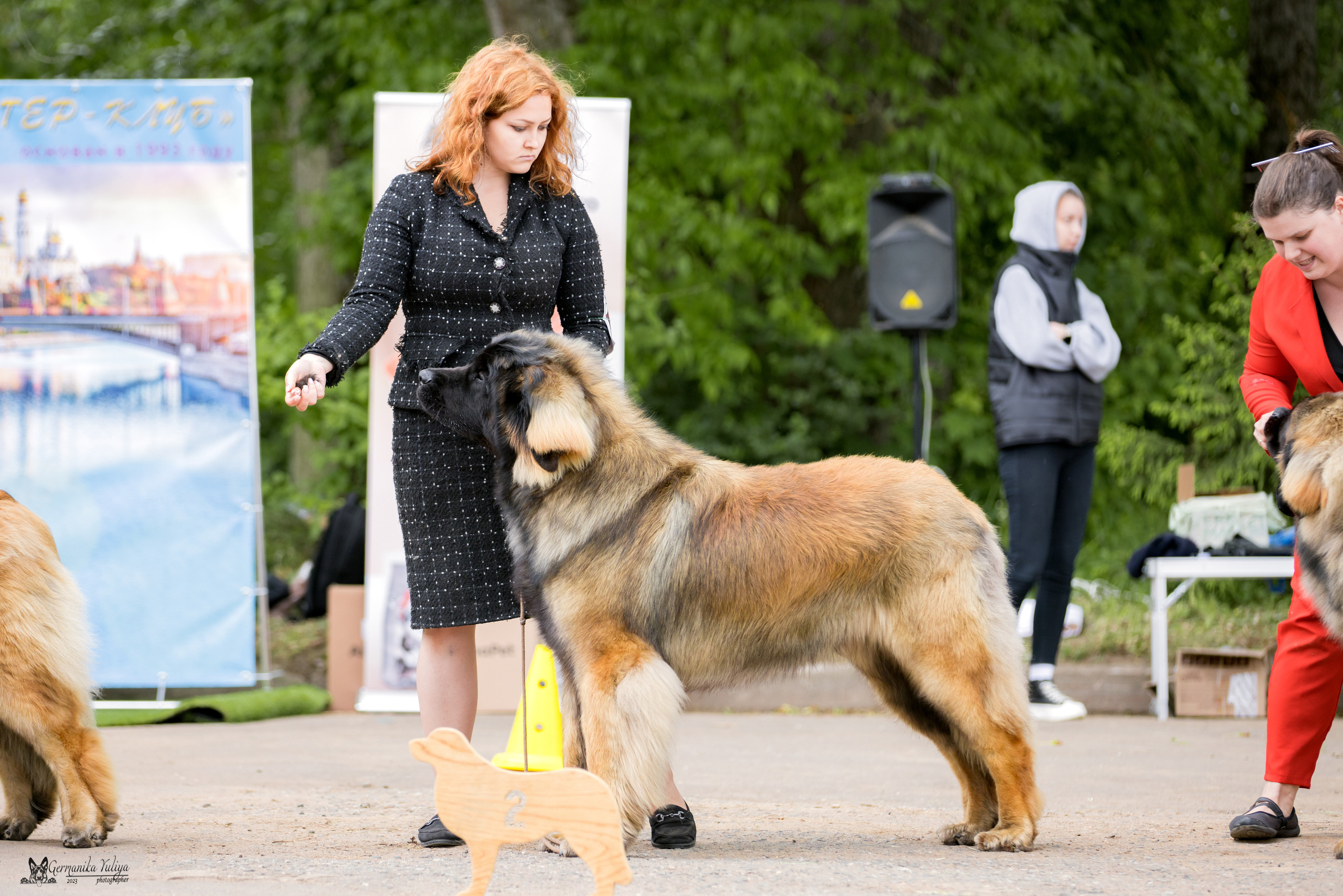 Националка Леонбергеров 28.05.2023. Фотограф-анималист Юлия Германика