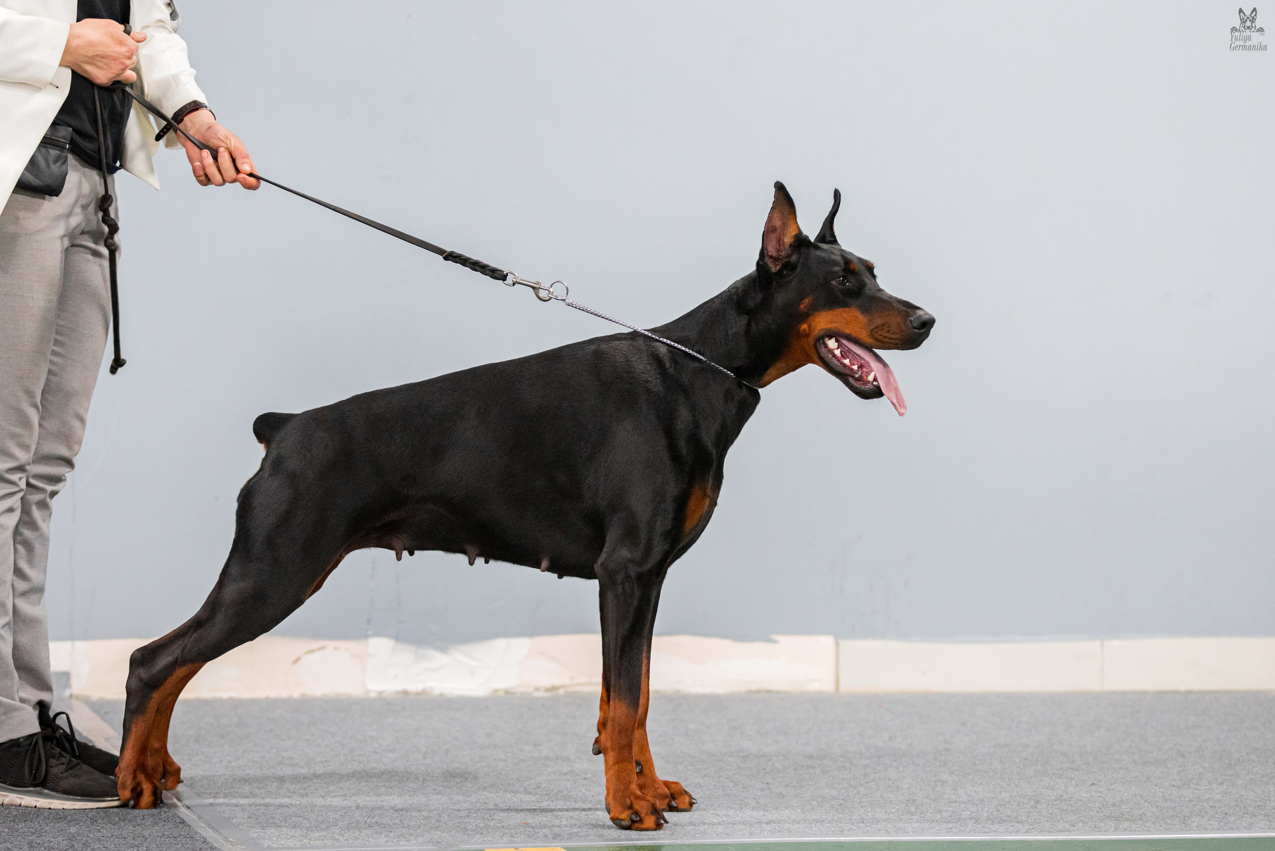 Сфера+доберманы 02.04.2023. Фотограф-анималист Юлия Германика