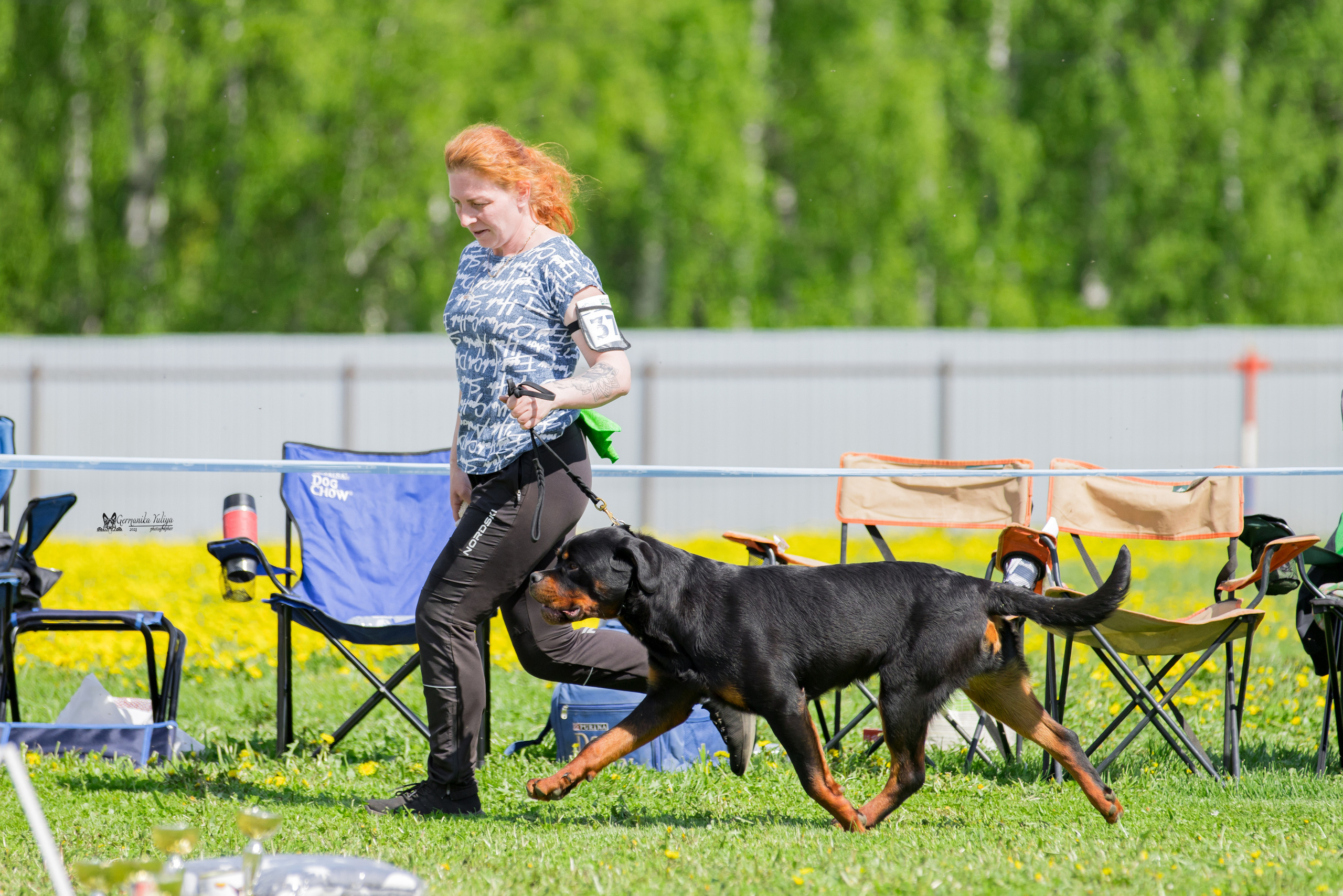 Нижний Новгород моно ротвейлеров 13.05.2023. Фотограф-анималист Юлия Германика