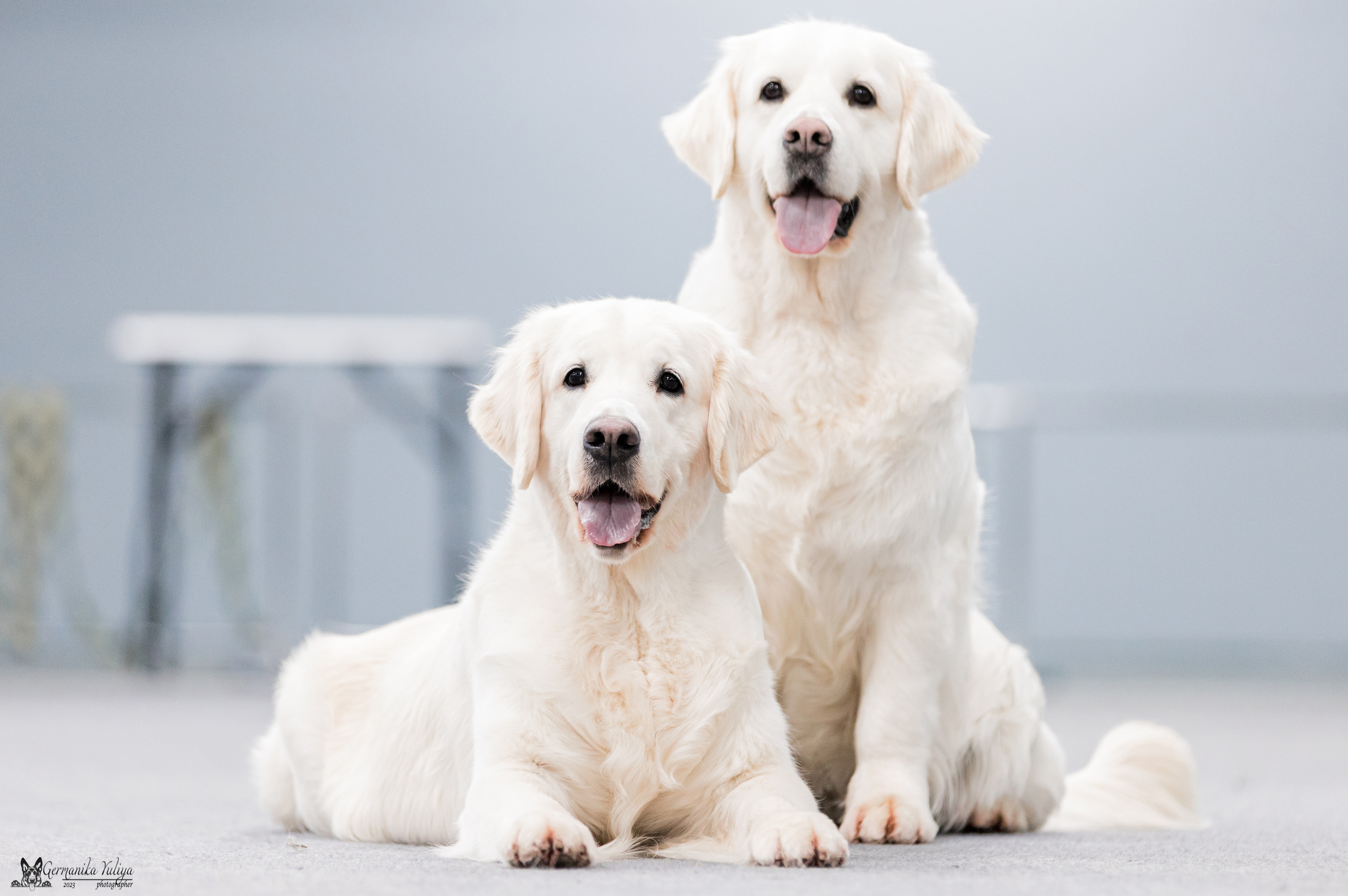 Сфера+МД 8-9.04.2023. Фотограф-анималист Юлия Германика