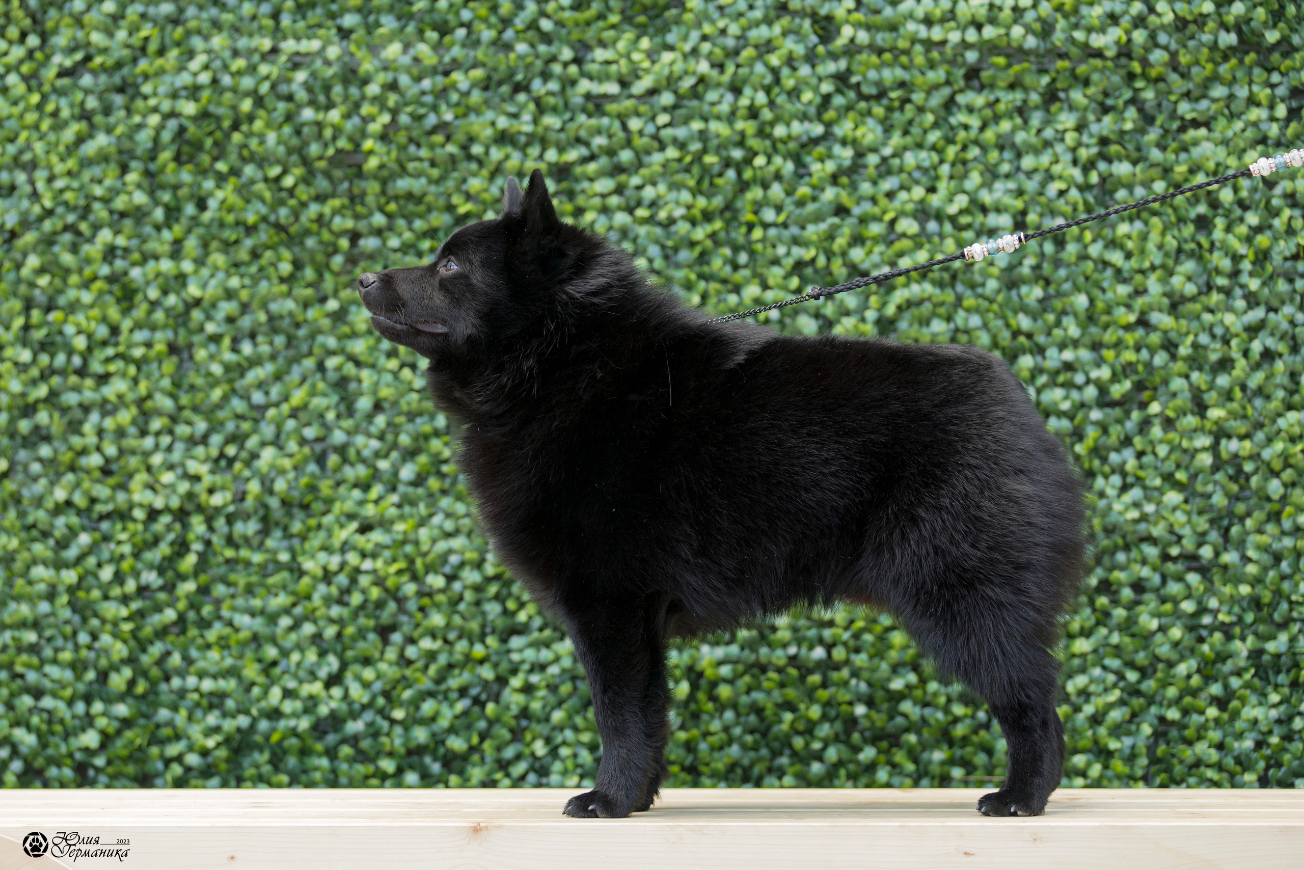 Россия 10-11.06.2023. Фотограф-анималист Юлия Германика