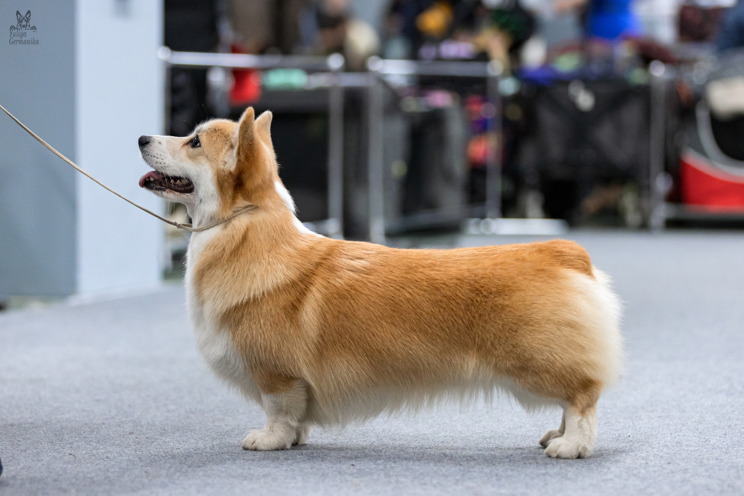 Сфера 25-26.03.2023. Фотограф-анималист Юлия Германика