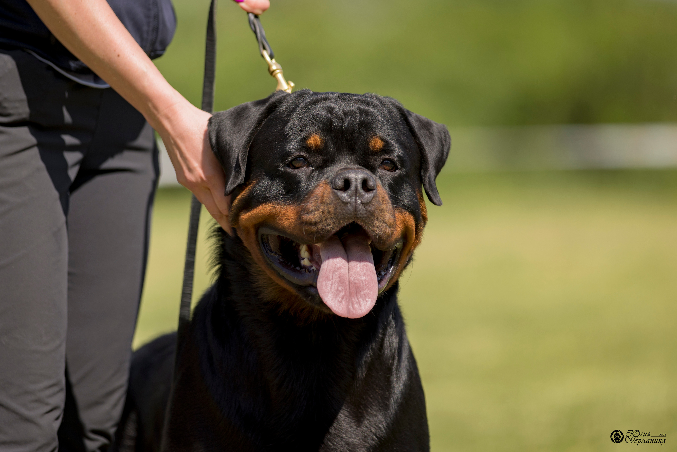 Воронеж 2хмоно ротвейлеров 3-4.06.2023. Фотограф-анималист Юлия Германика