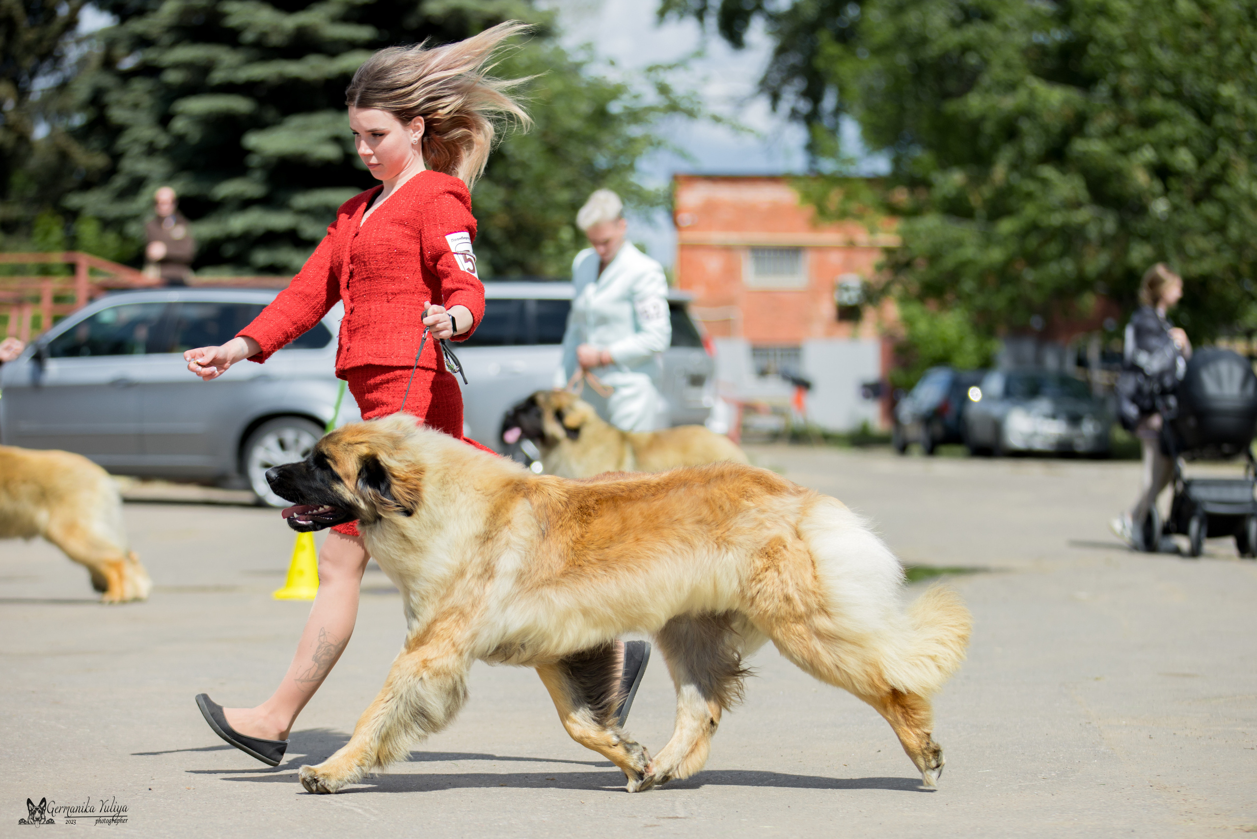 Националка Леонбергеров 28.05.2023. Фотограф-анималист Юлия Германика